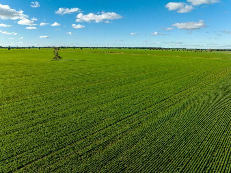 795 Younga Plains Road, West Wyalong Sold by Farmbuy.com - image 21