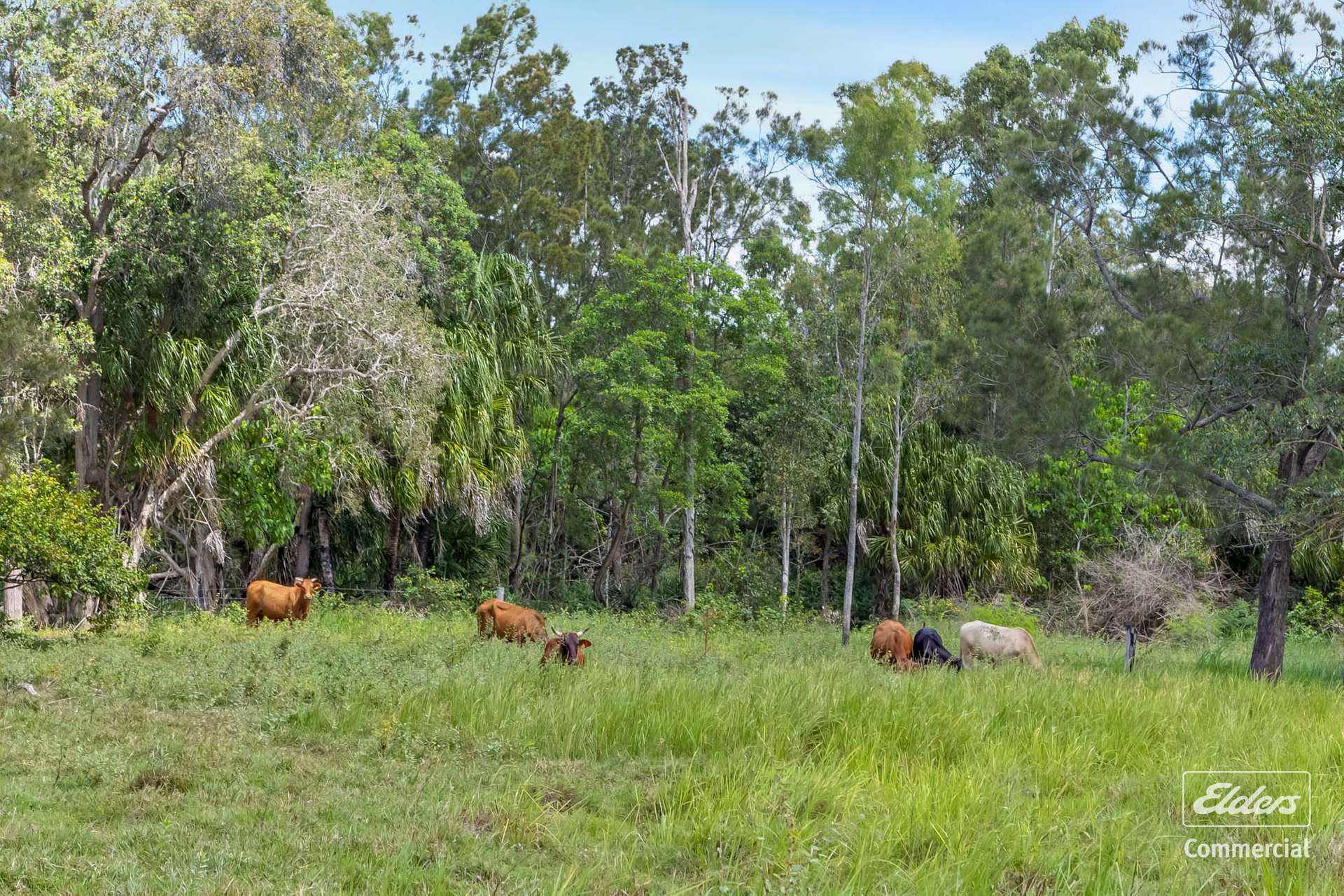 1574 Emu Park Rd, Tungamull Sold by Farmbuy.com - image 6
