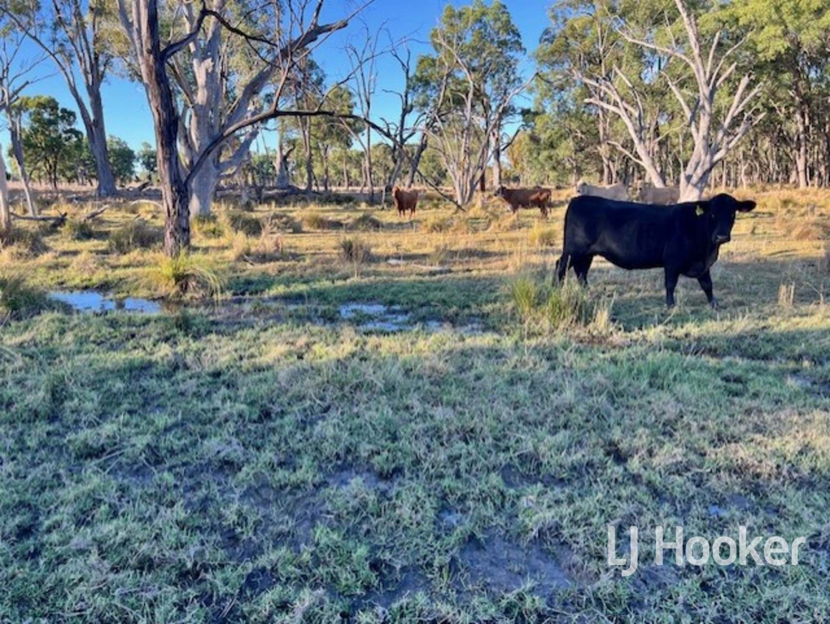 296 Limestone Road, Inverell For Sale by Farmbuy.com - image 1