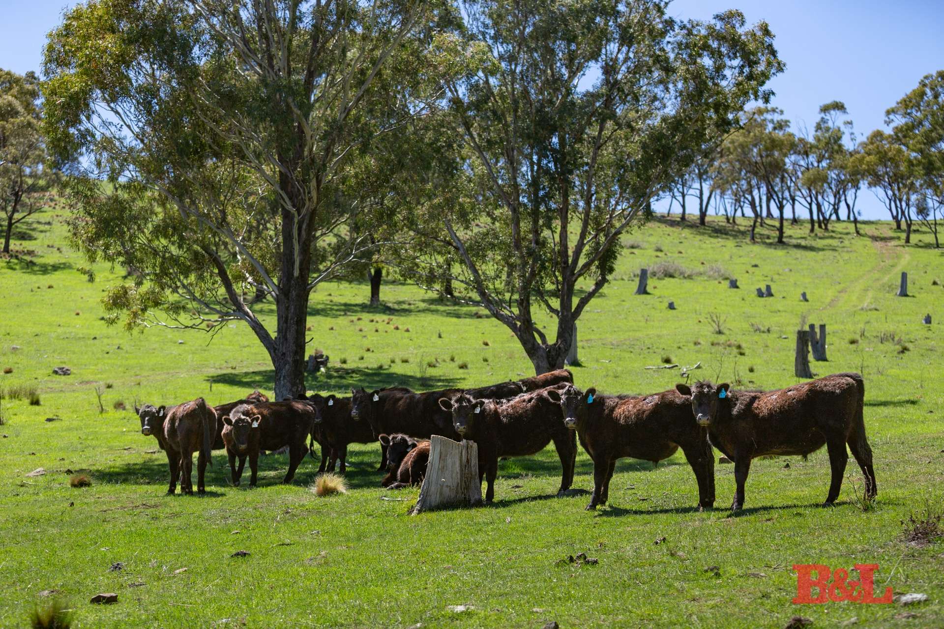 1977 Tarana Road, Gemalla For Sale by Farmbuy.com - image 35
