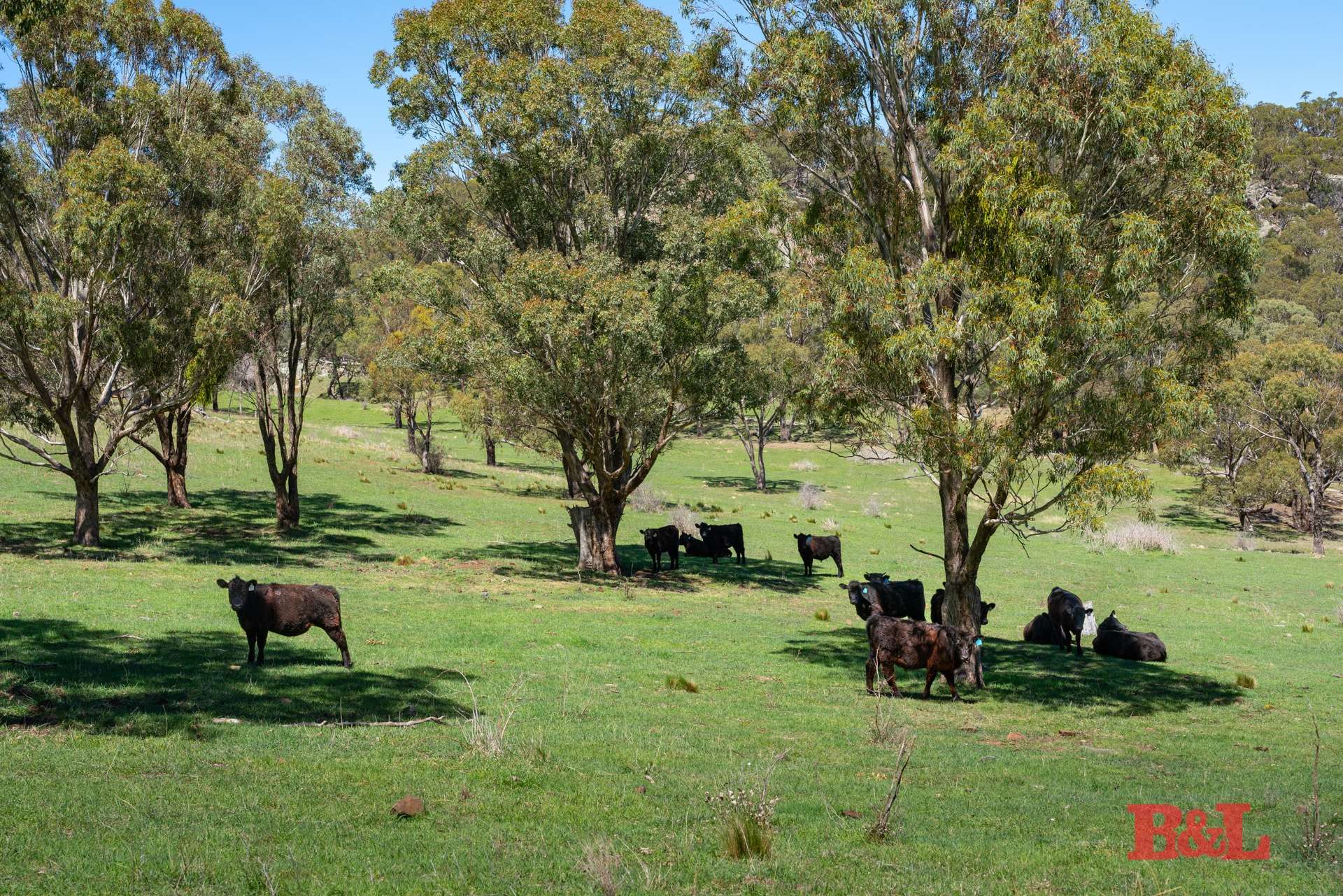 1977 Tarana Road, Gemalla For Sale by Farmbuy.com - image 34