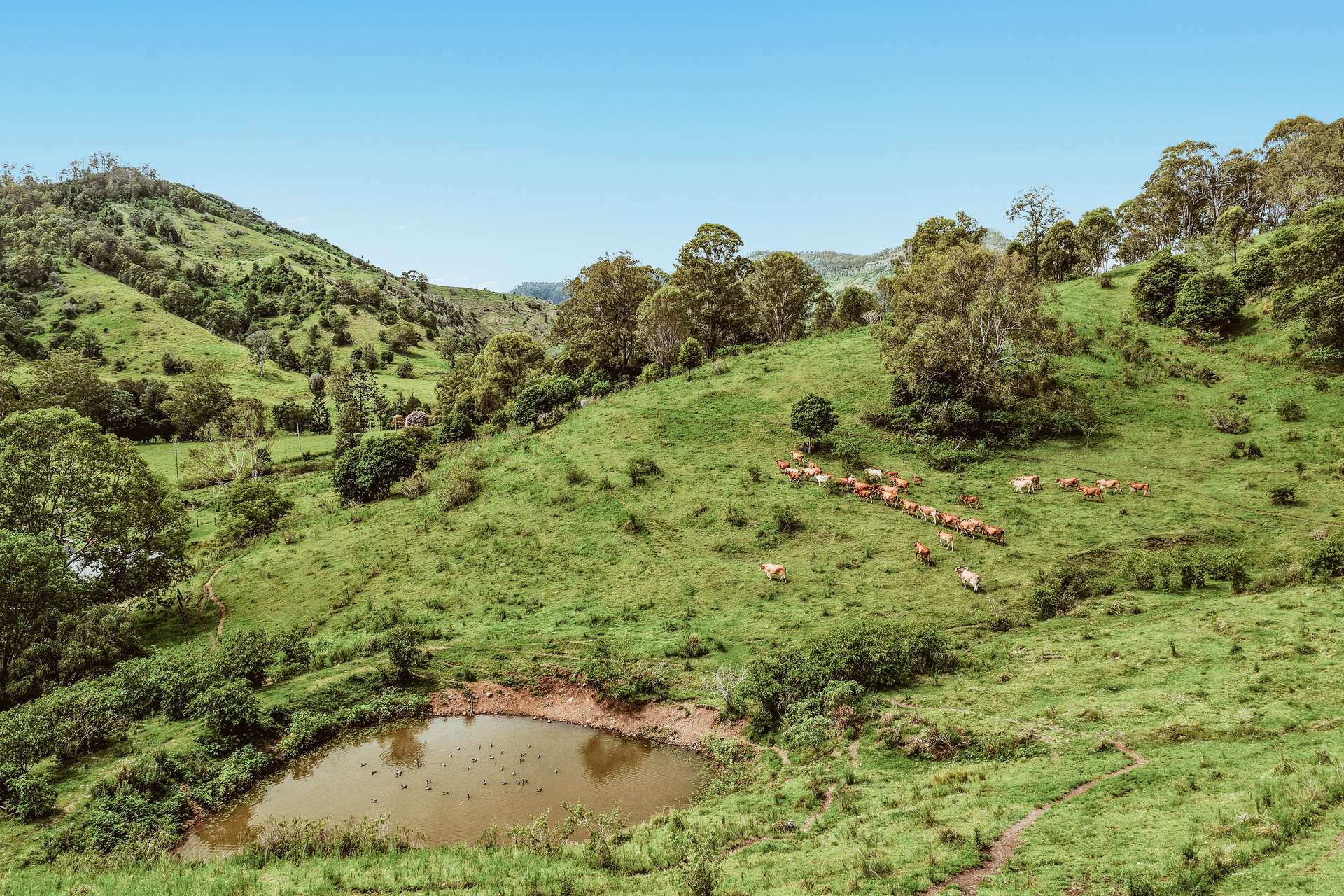 248 Illinbah Road, Illinbah For Sale by Farmbuy.com - image 22