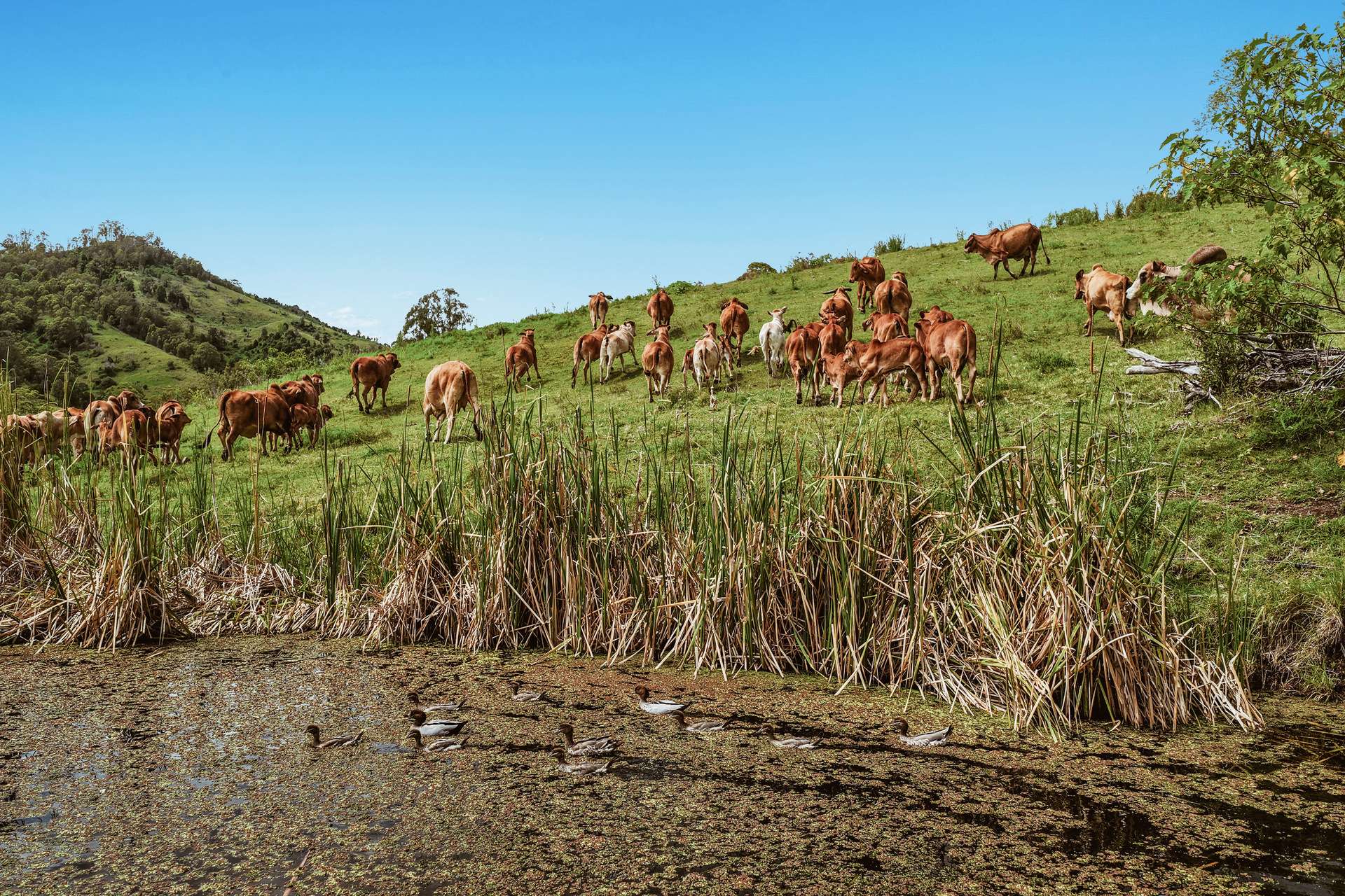 248 Illinbah Road, Illinbah For Sale by Farmbuy.com - image 8