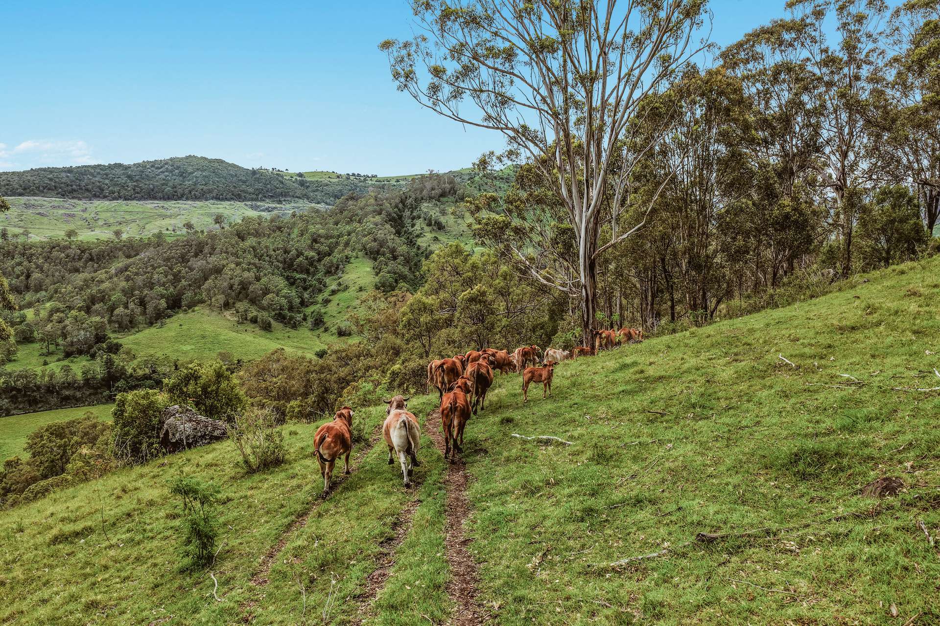 248 Illinbah Road, Illinbah For Sale by Farmbuy.com - image 17