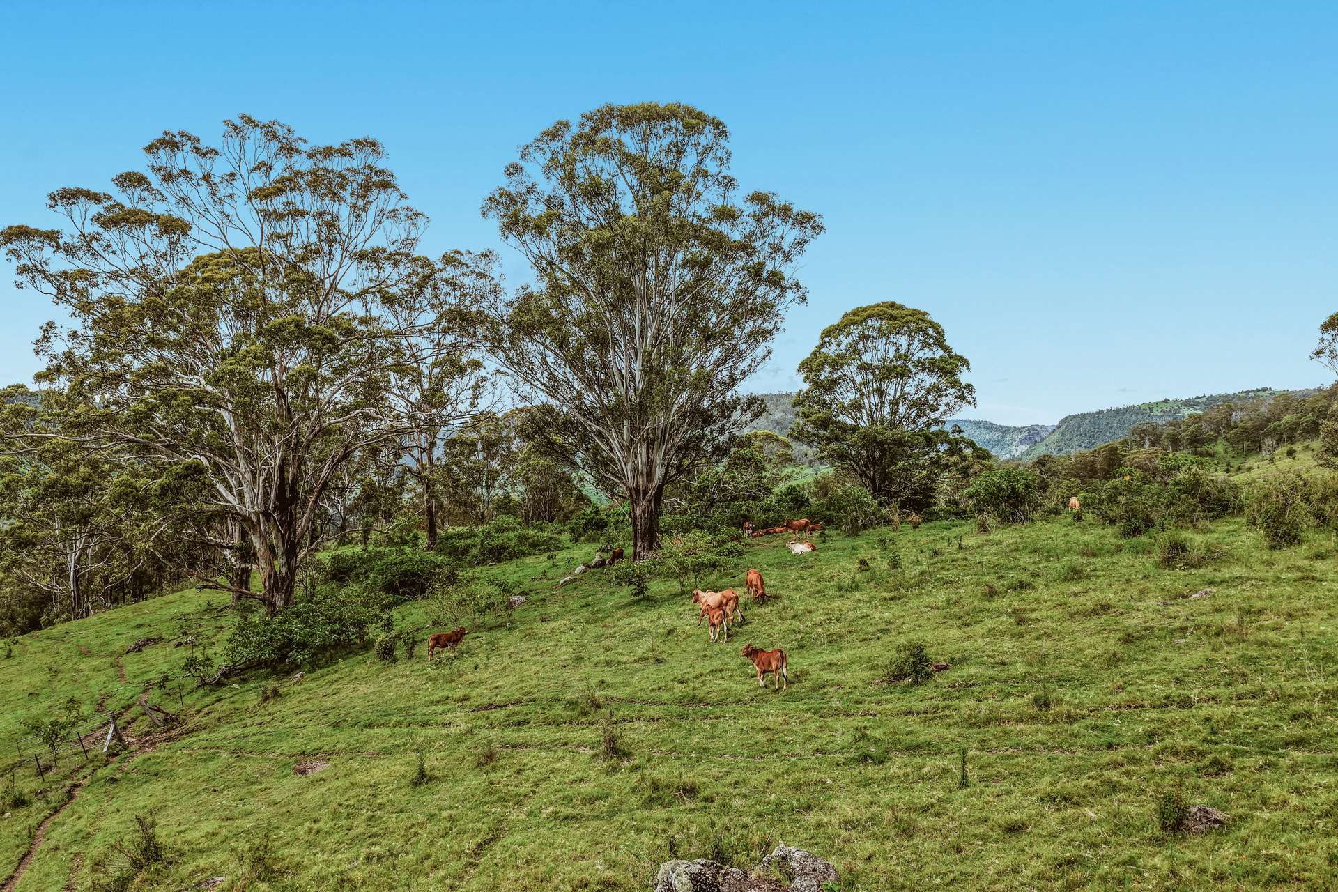 248 Illinbah Road, Illinbah For Sale by Farmbuy.com - image 15