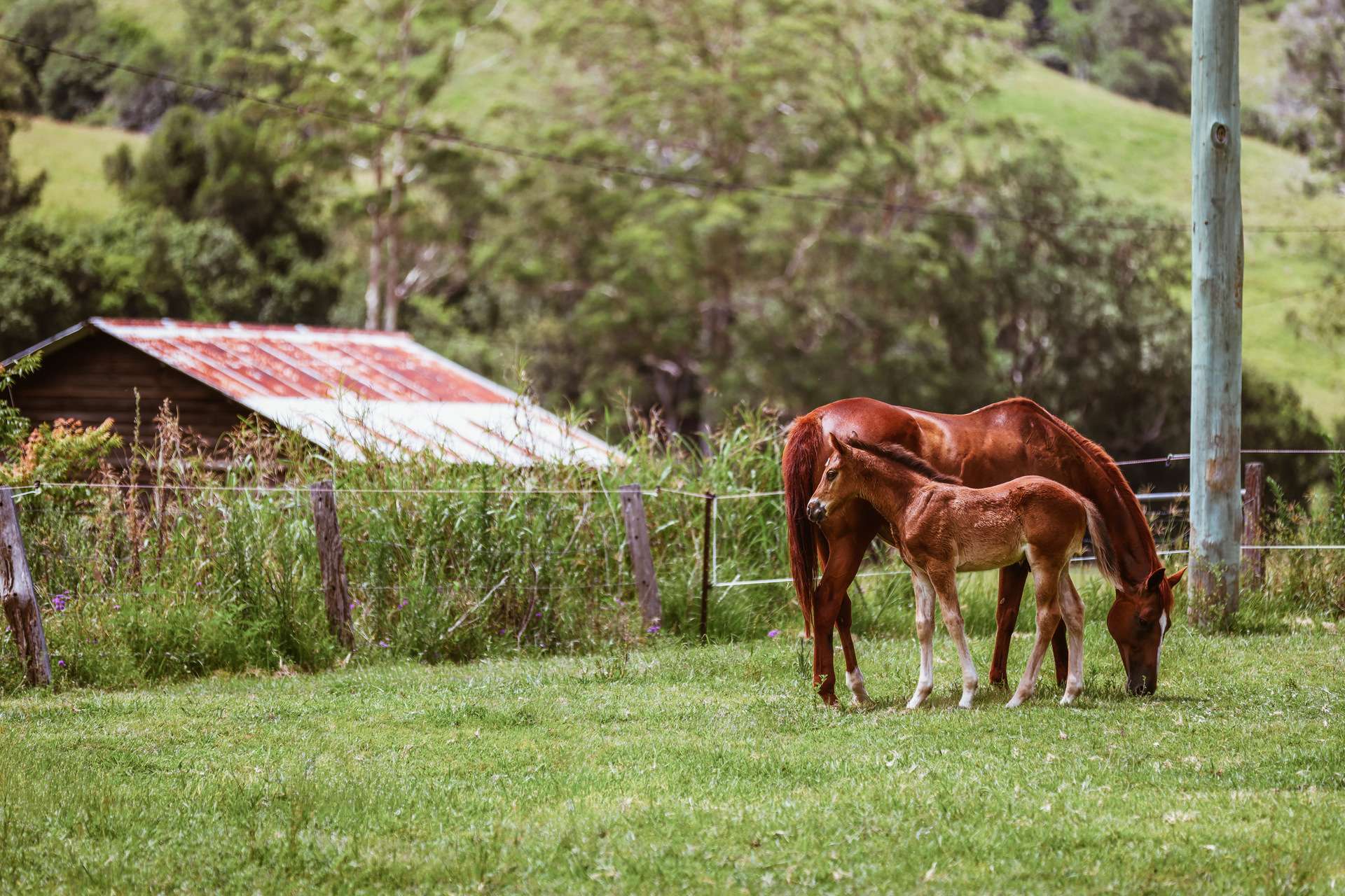 248 Illinbah Road, Illinbah For Sale by Farmbuy.com - image 14