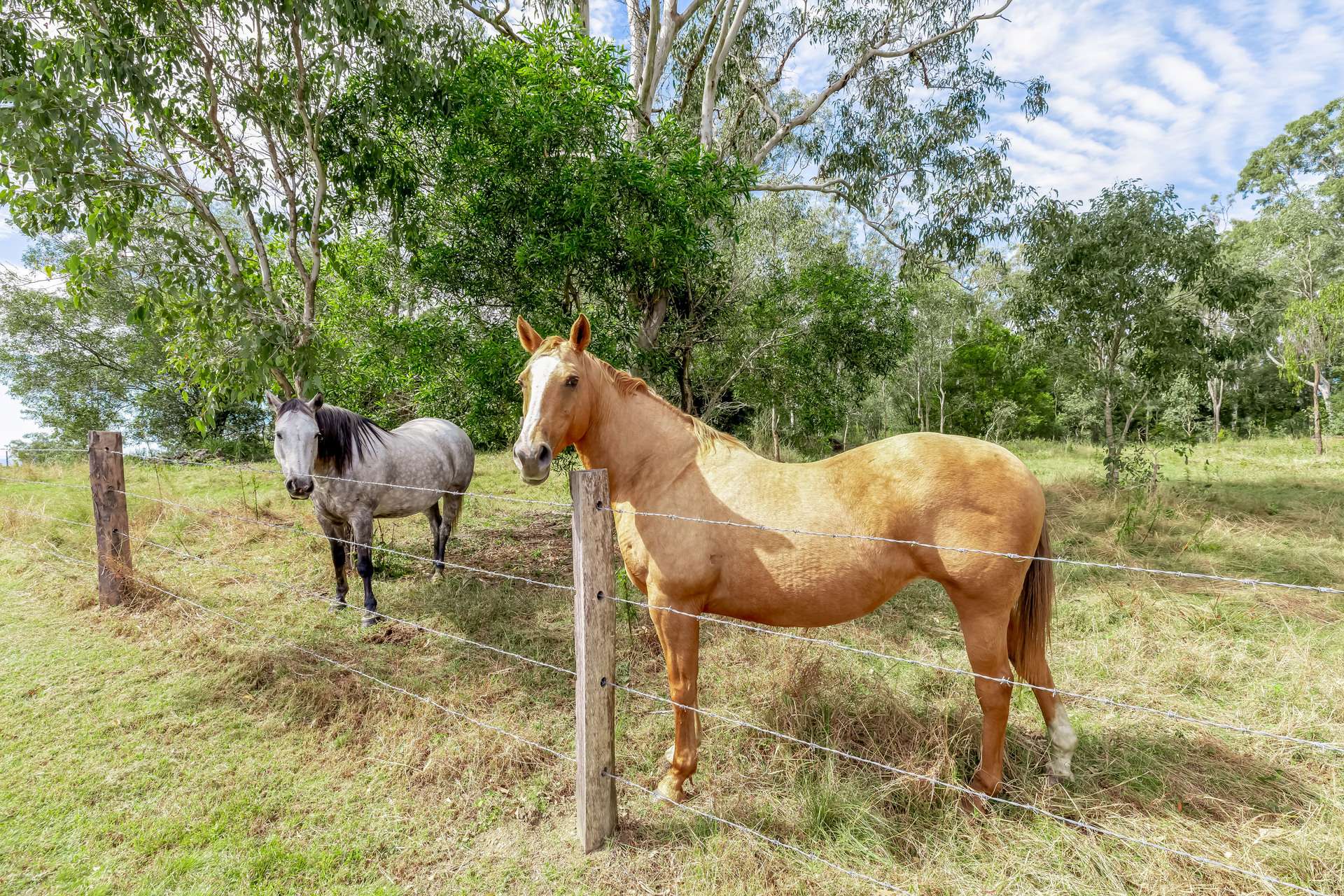 168 Repeater Station Road, Kanigan For Sale by Farmbuy.com - image 27