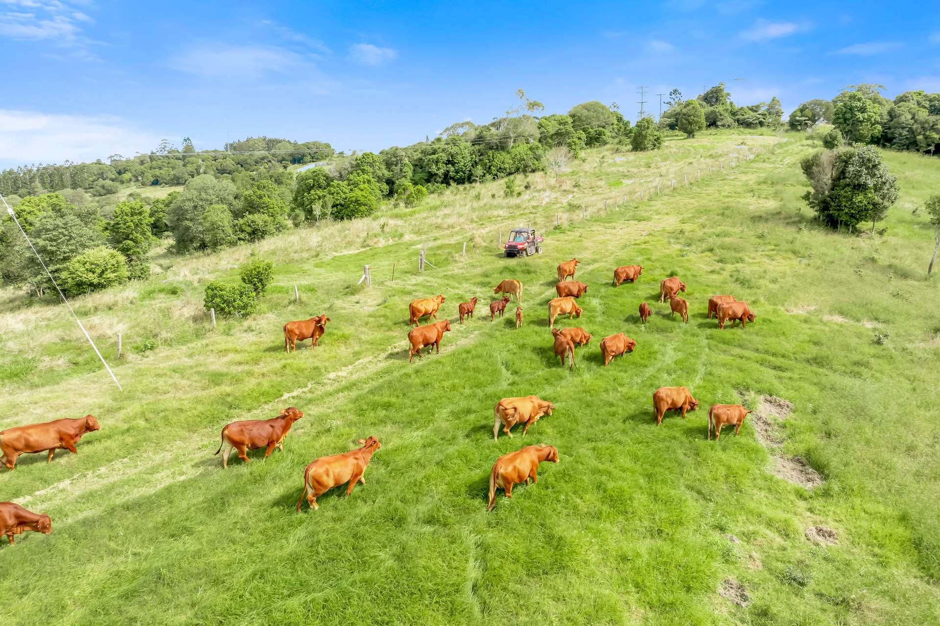 168 Repeater Station Road, Kanigan For Sale by Farmbuy.com - image 32