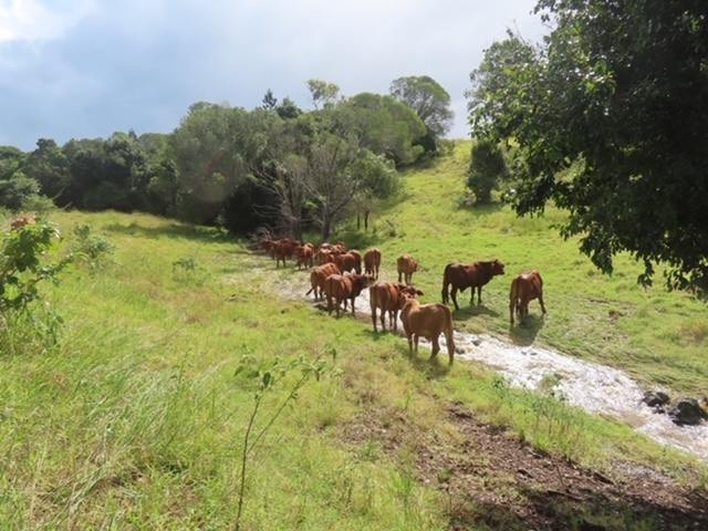 168 Repeater Station Road, Kanigan For Sale by Farmbuy.com - image 11