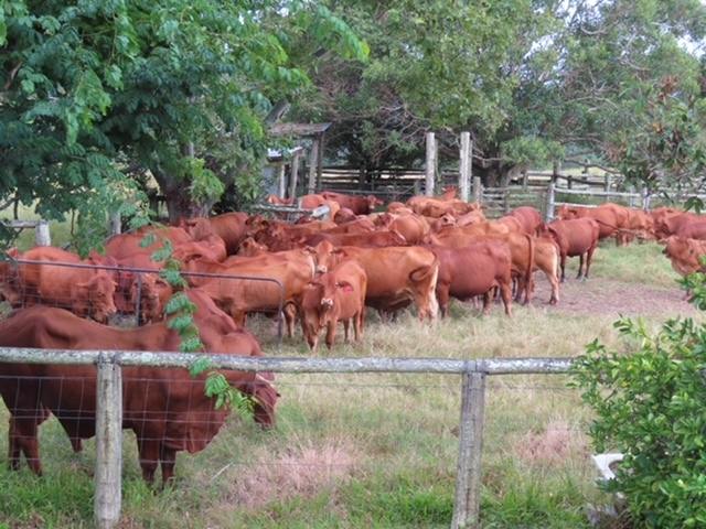 168 Repeater Station Road, Kanigan For Sale by Farmbuy.com - image 33
