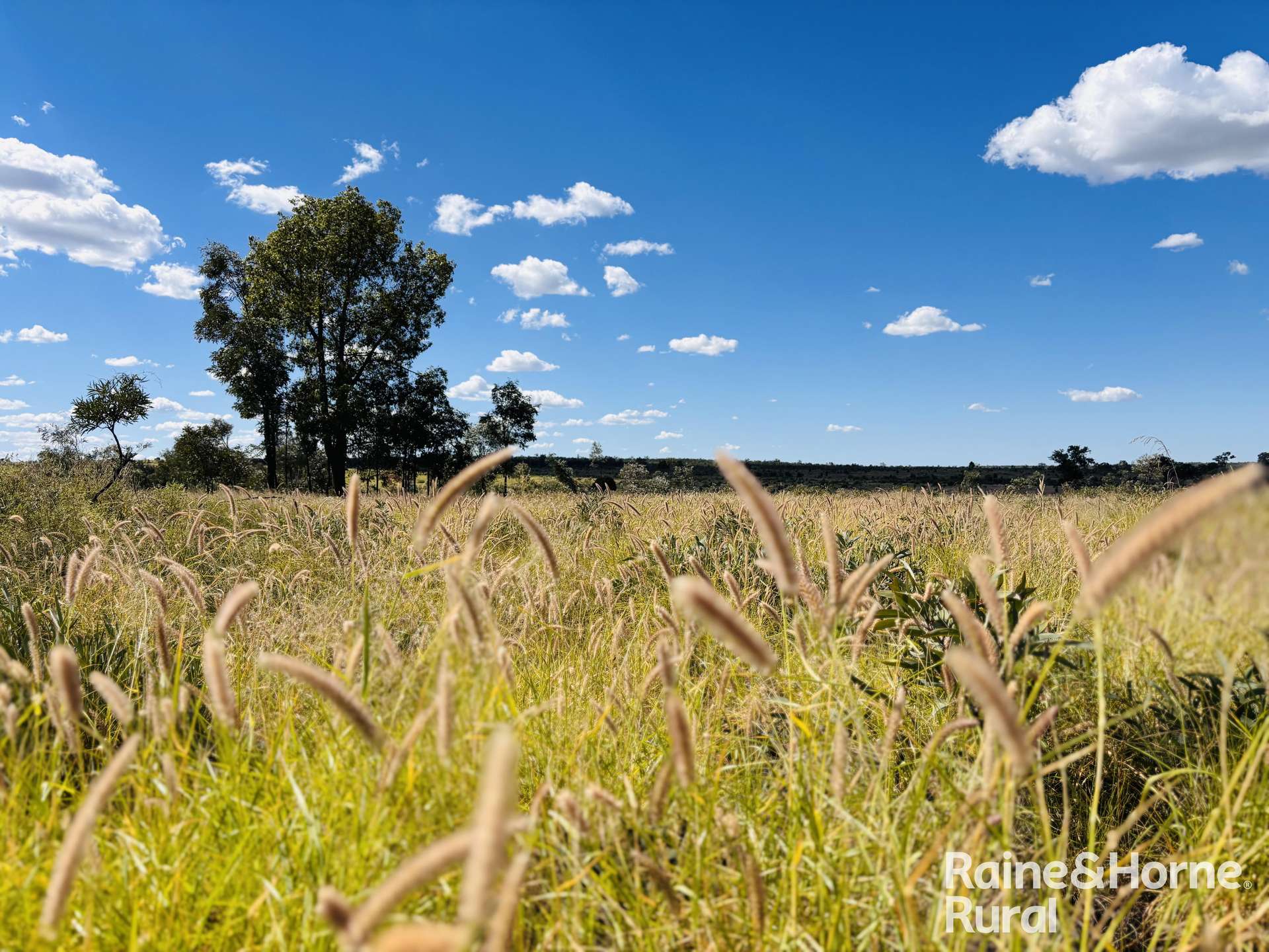 640 Carrington Road, Roma For Sale by Farmbuy.com - image 10