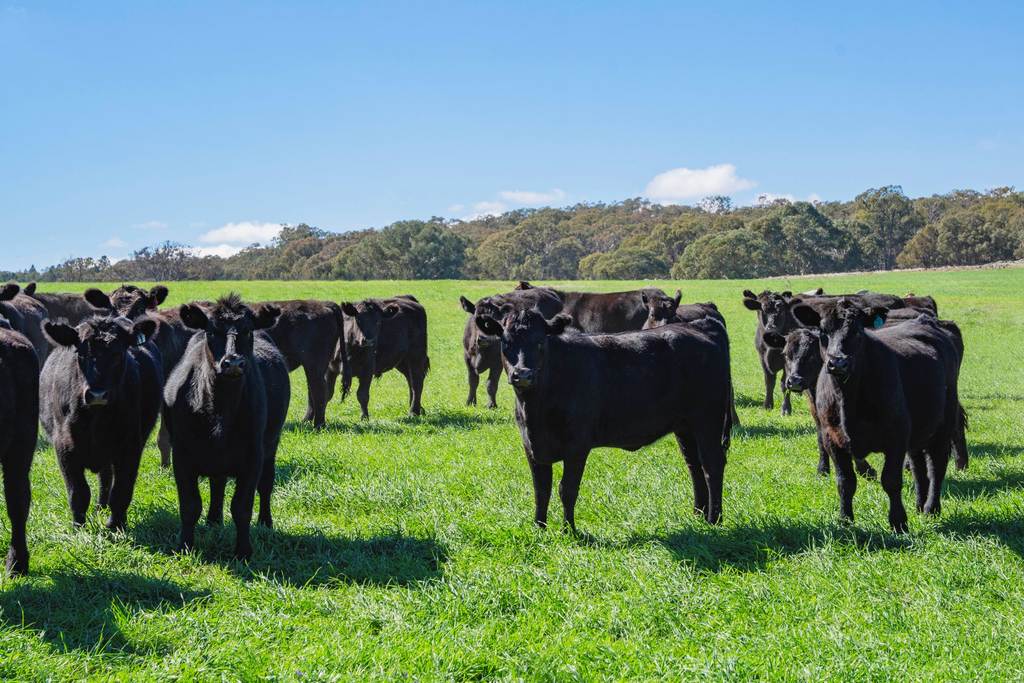 1744 Brawlin Road, Cootamundra NSW 2590