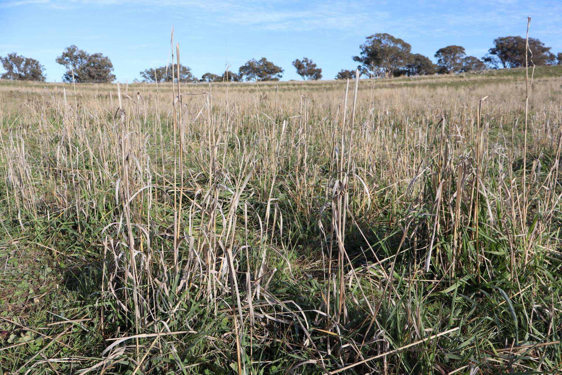 1744 Brawlin Road, Cootamundra For Sale by Farmbuy.com - image 10