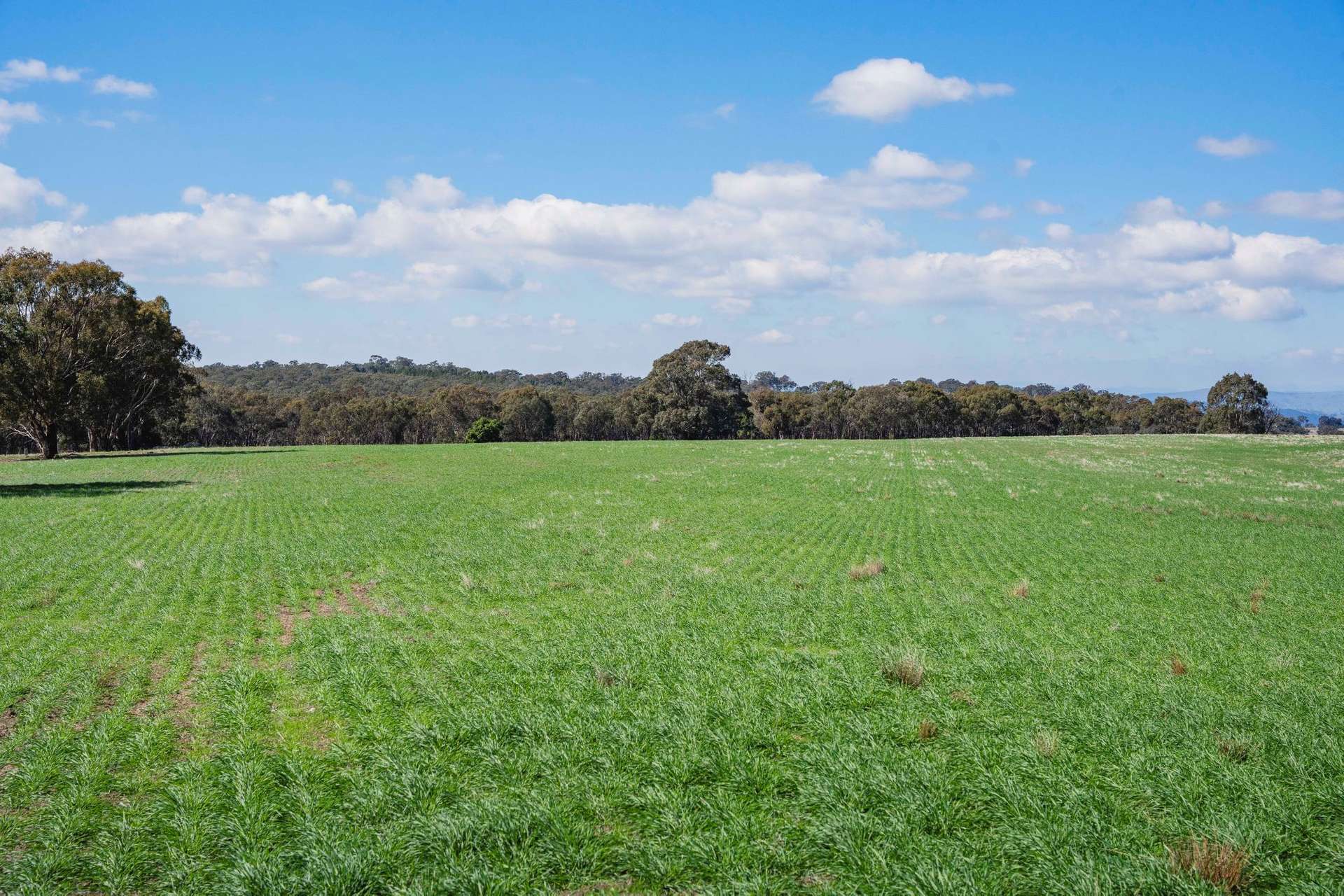 1744 Brawlin Road, Cootamundra For Sale by Farmbuy.com - image 5