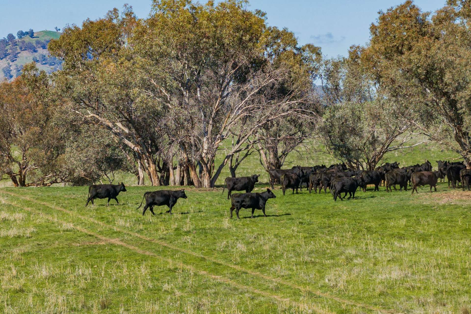 1744 Brawlin Road, Cootamundra For Sale by Farmbuy.com - image 32