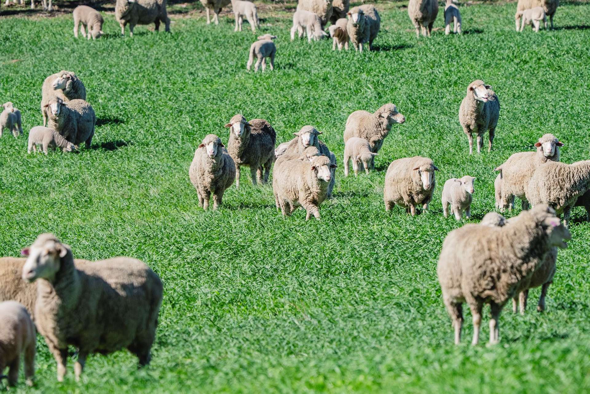 1744 Brawlin Road, Cootamundra For Sale by Farmbuy.com - image 31