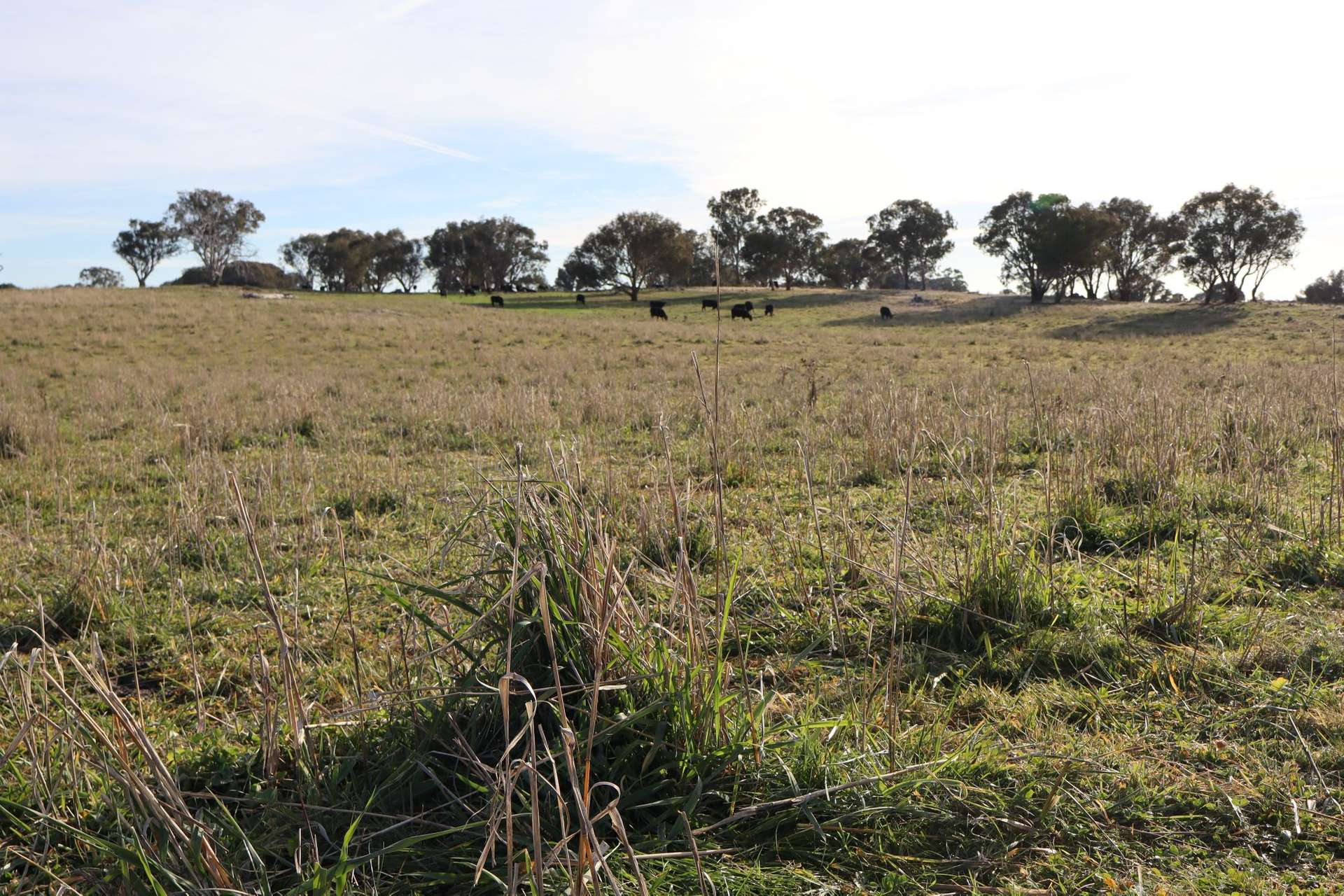 1744 Brawlin Road, Cootamundra For Sale by Farmbuy.com - image 8
