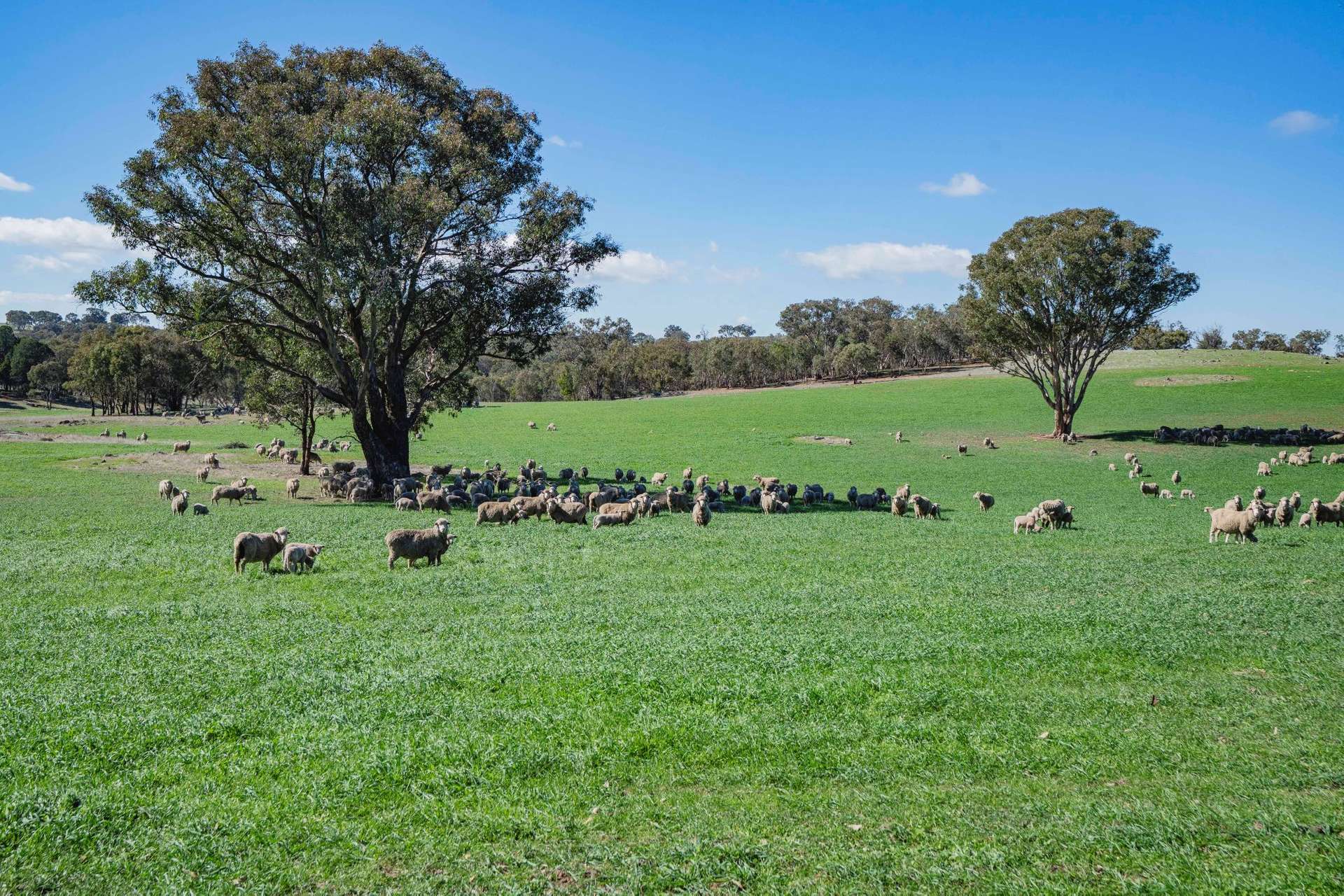 1744 Brawlin Road, Cootamundra For Sale by Farmbuy.com - image 7