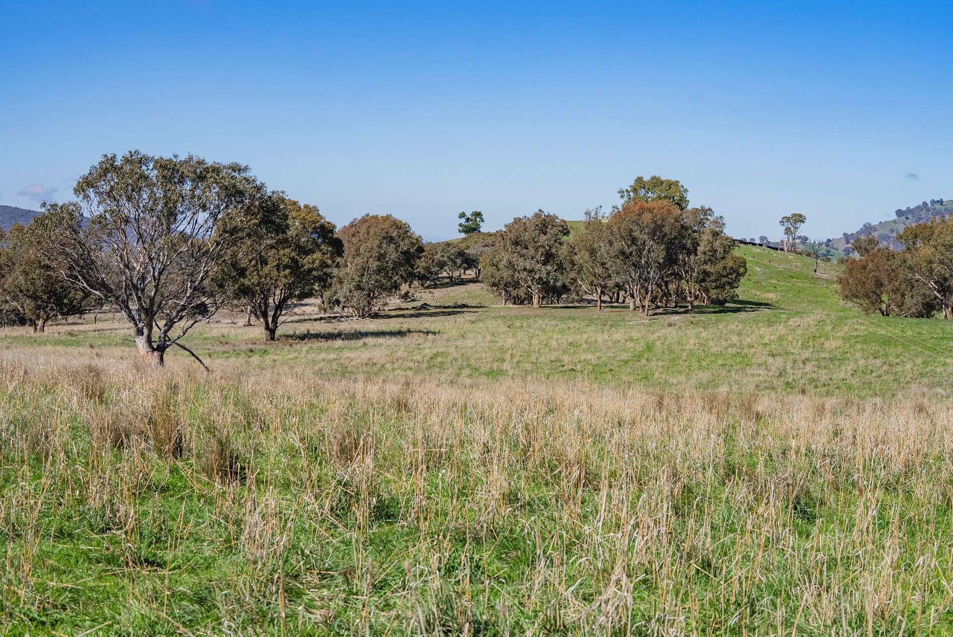 1744 Brawlin Road, Cootamundra For Sale by Farmbuy.com - image 9