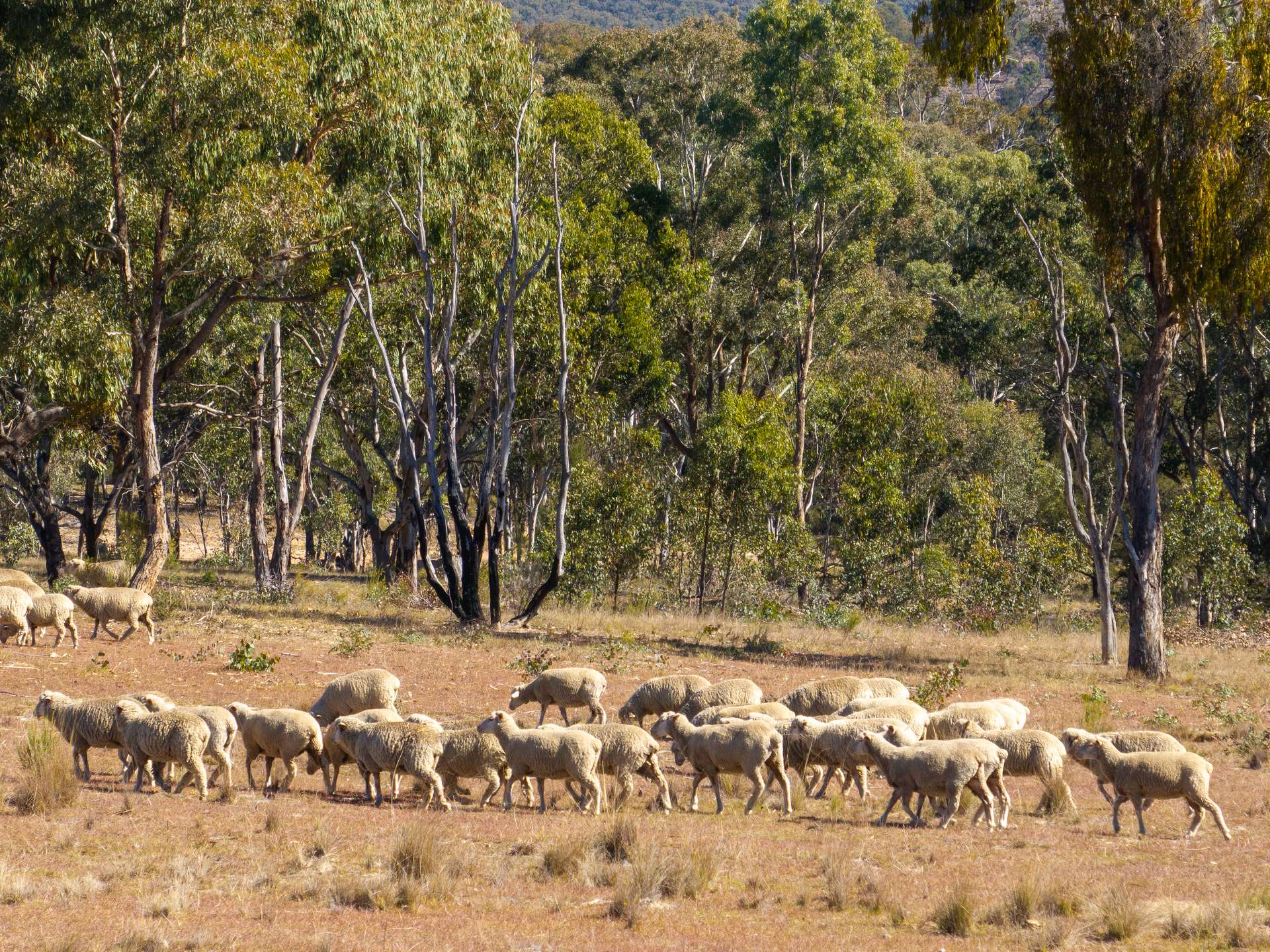 231 Boshes Creek Road, Mullion Creek Via, Orange For Sale by Farmbuy.com - image 9