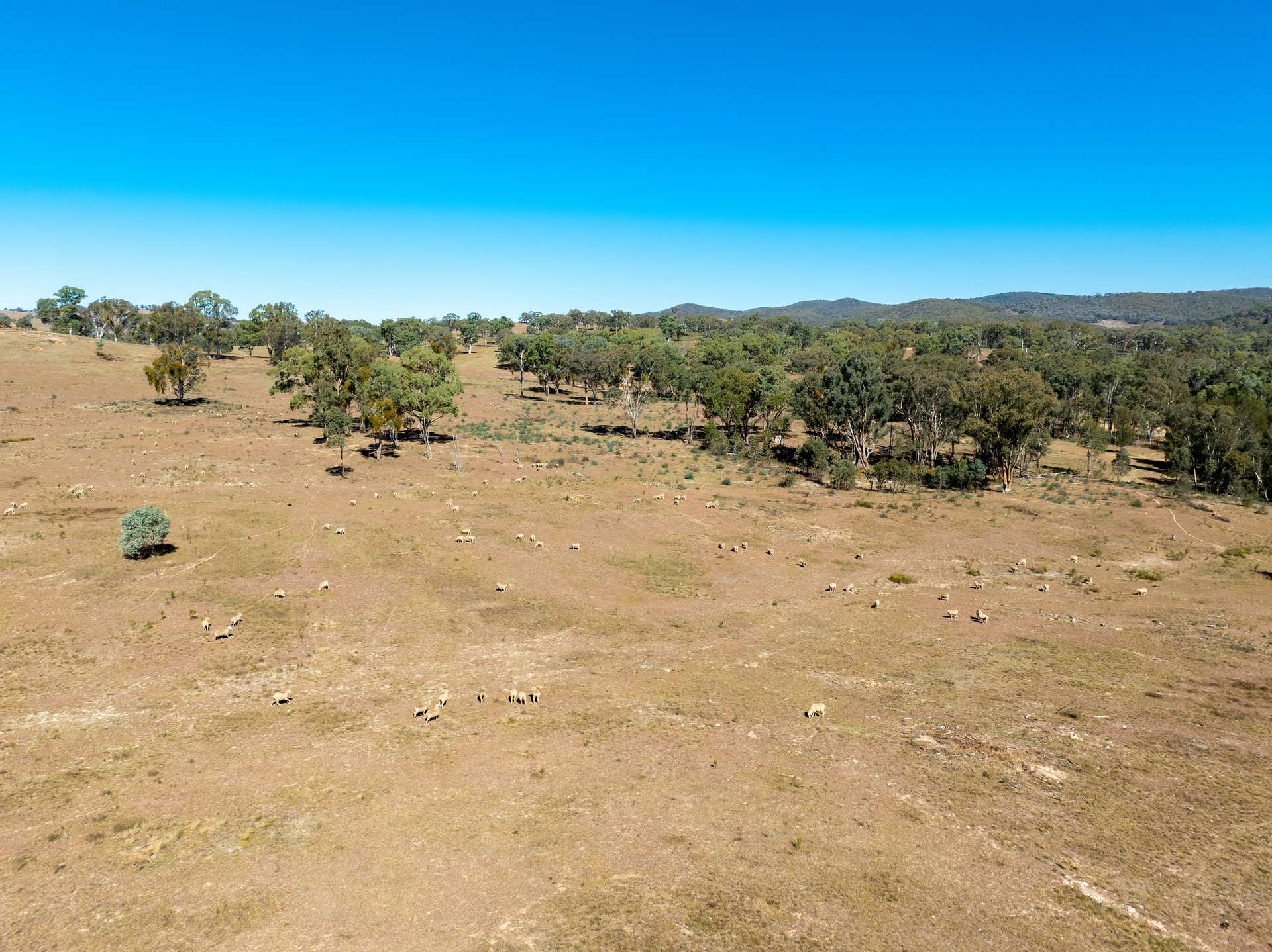 231 Boshes Creek Road, Mullion Creek Via, Orange For Sale by Farmbuy.com - image 15
