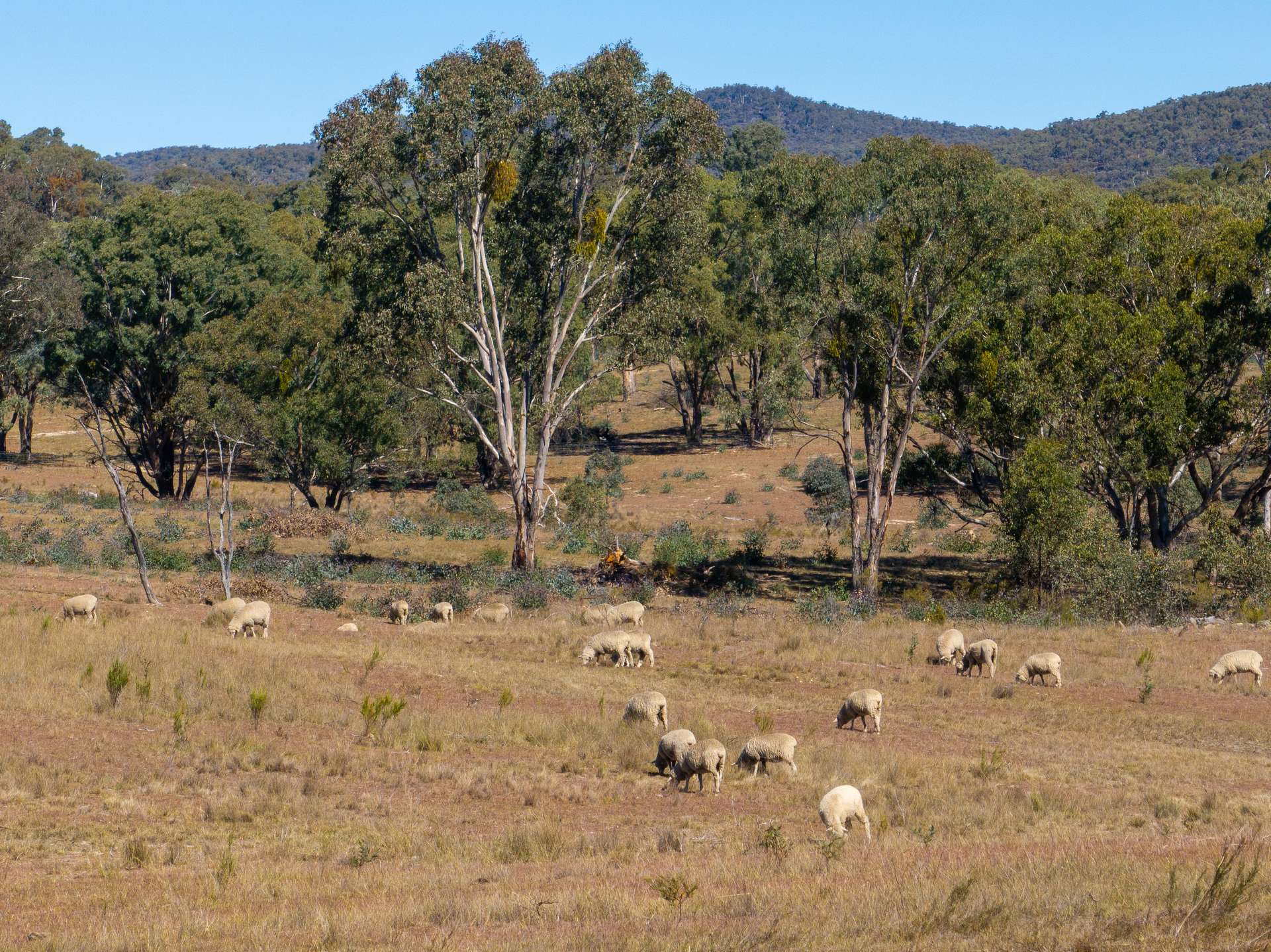 231 Boshes Creek Road, Mullion Creek Via, Orange For Sale by Farmbuy.com - image 13