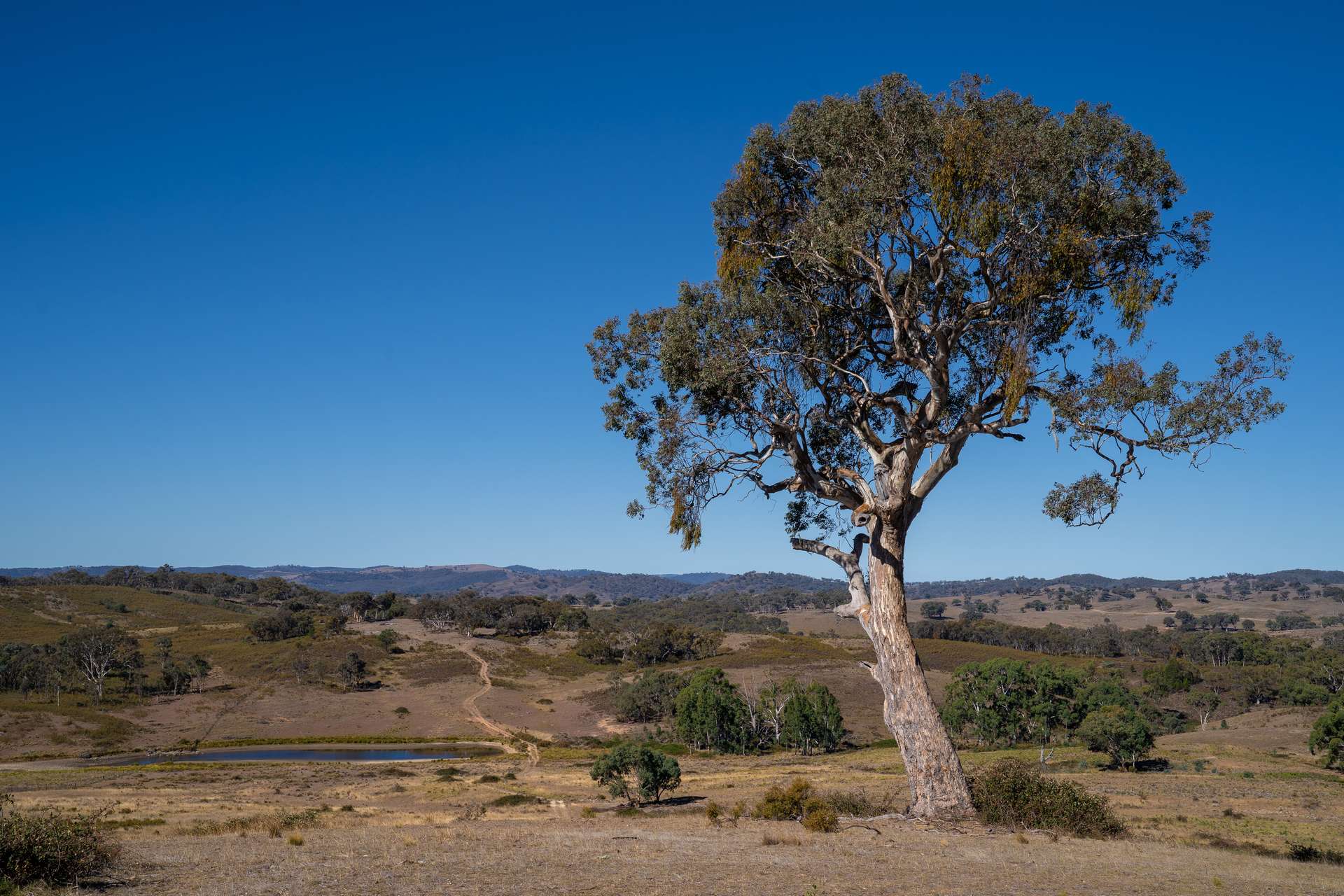 231 Boshes Creek Road, Mullion Creek Via, Orange For Sale by Farmbuy.com - image 14