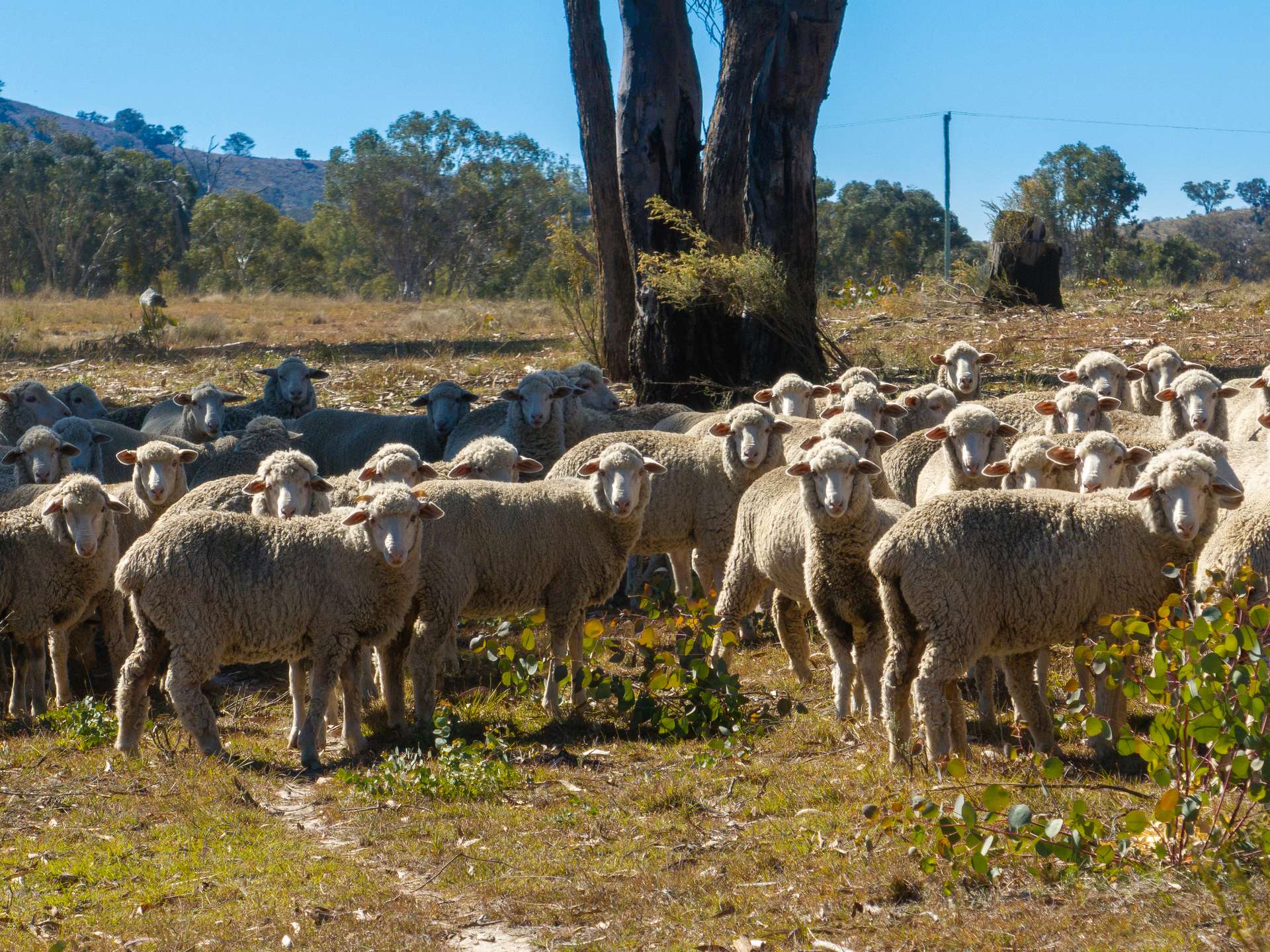 231 Boshes Creek Road, Mullion Creek Via, Orange For Sale by Farmbuy.com - image 10