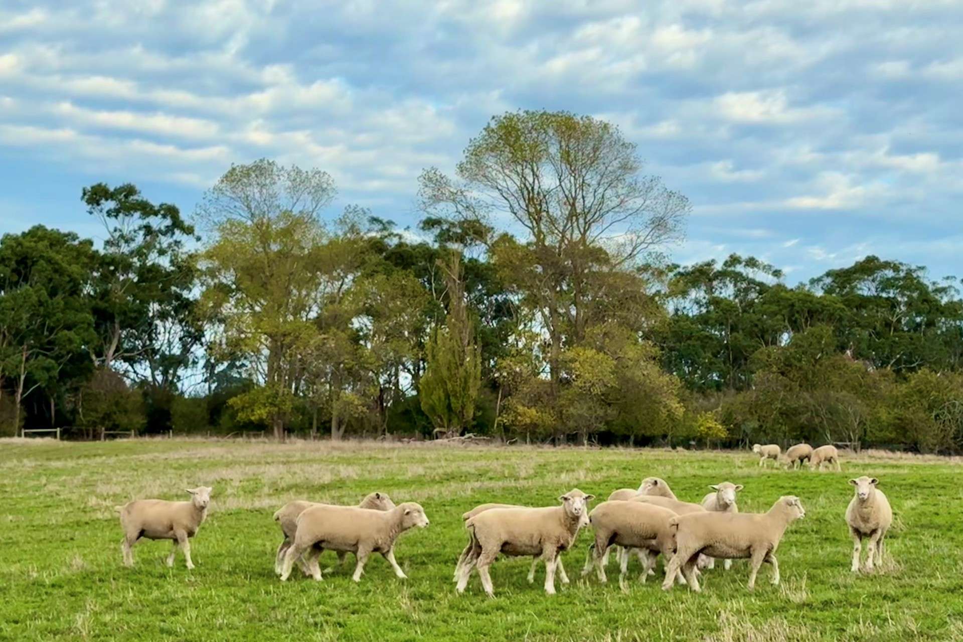 331 Nehill & Alexanders Road, South Purrumbete For Sale by Farmbuy.com - image 1