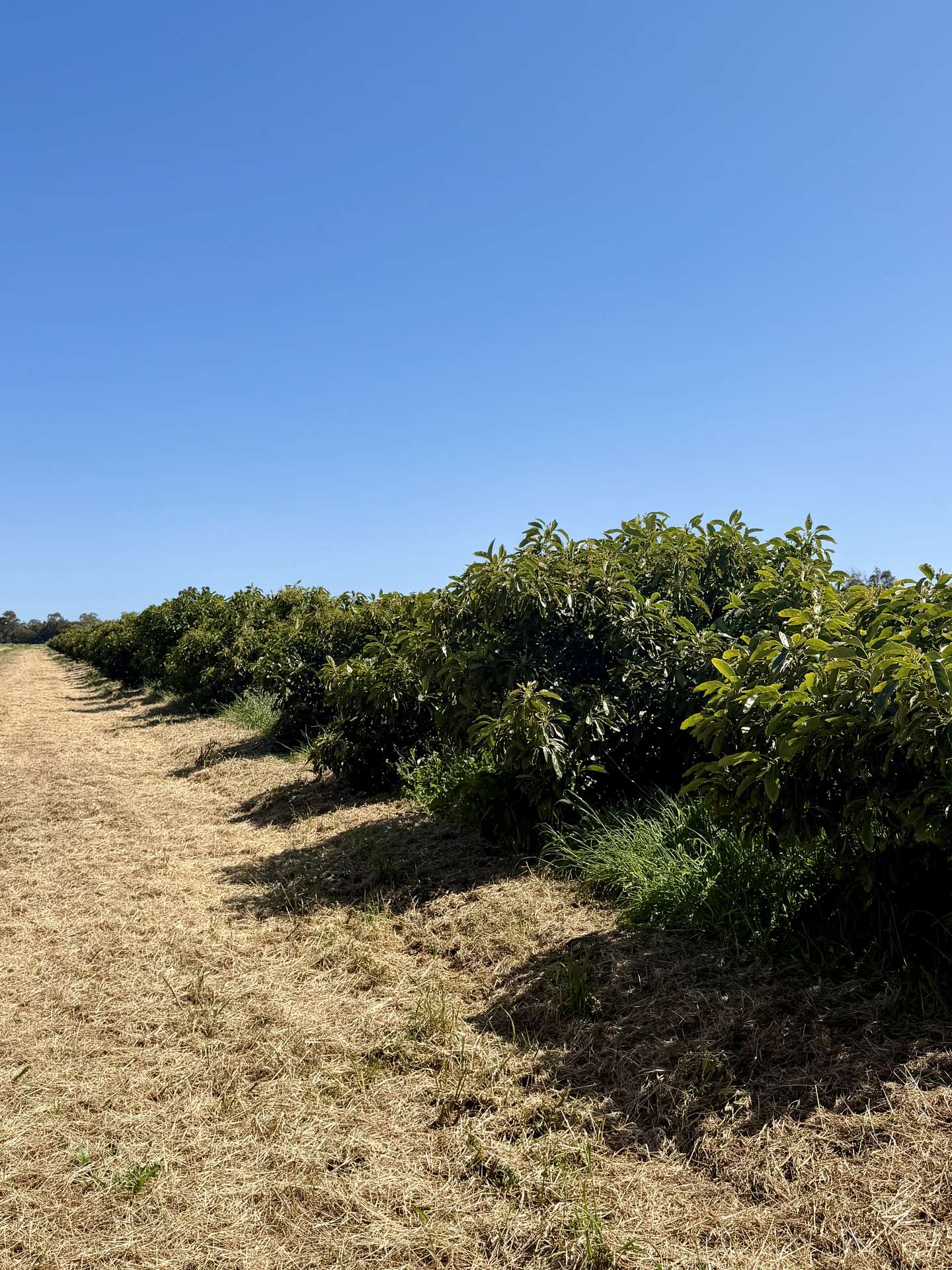 Lot 15 Hull Road, Harvey For Sale by Farmbuy.com - image 7