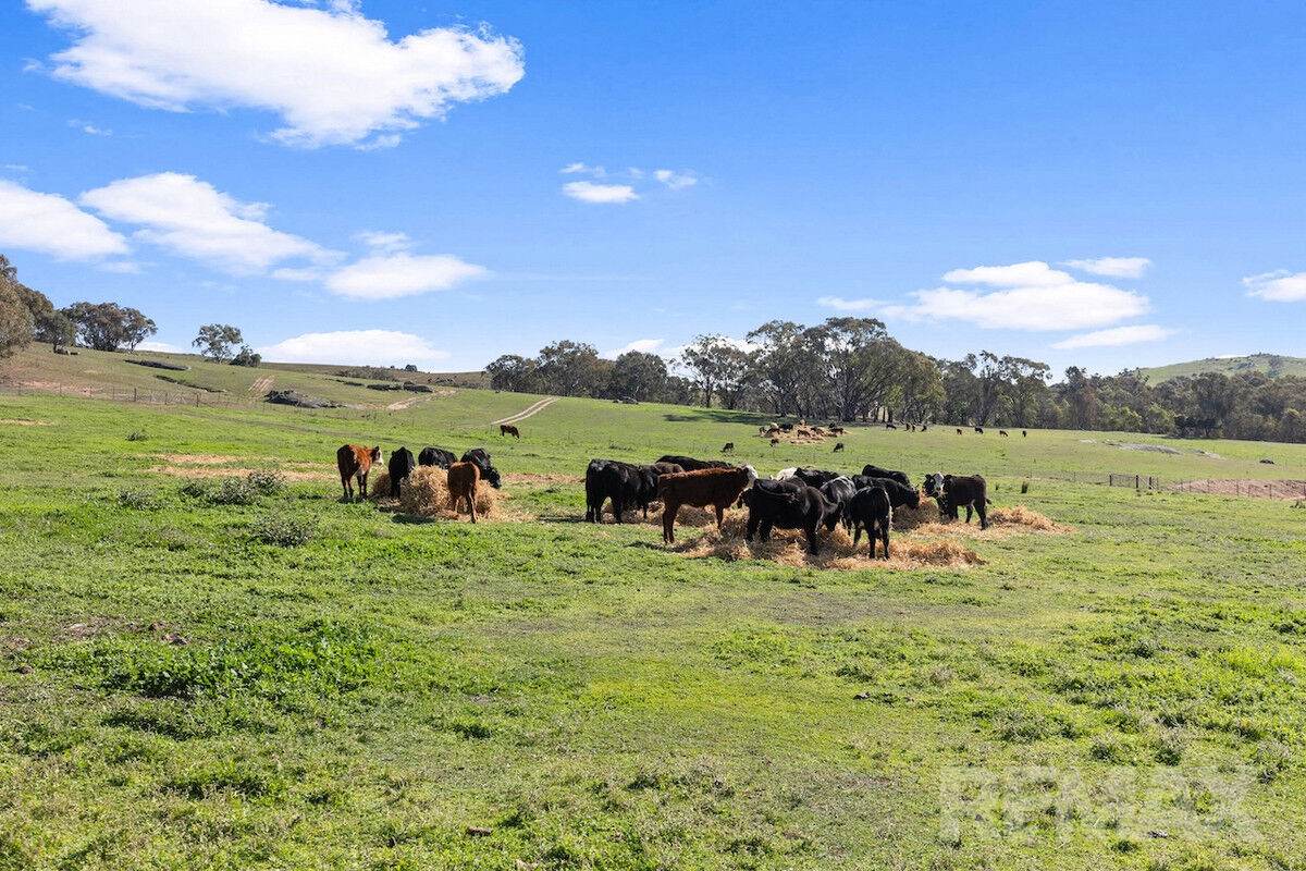 1134 Pulletop Road, Big Springs For Sale by Farmbuy.com - image 31