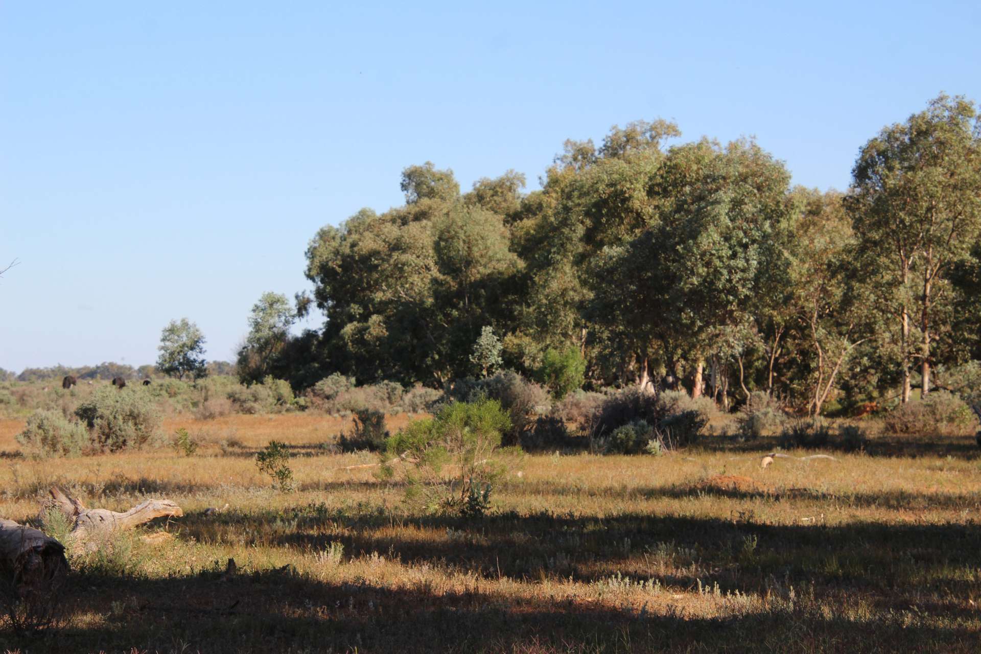 20692 Silver City Highway, Broken Hill Auction by Farmbuy.com - image 12