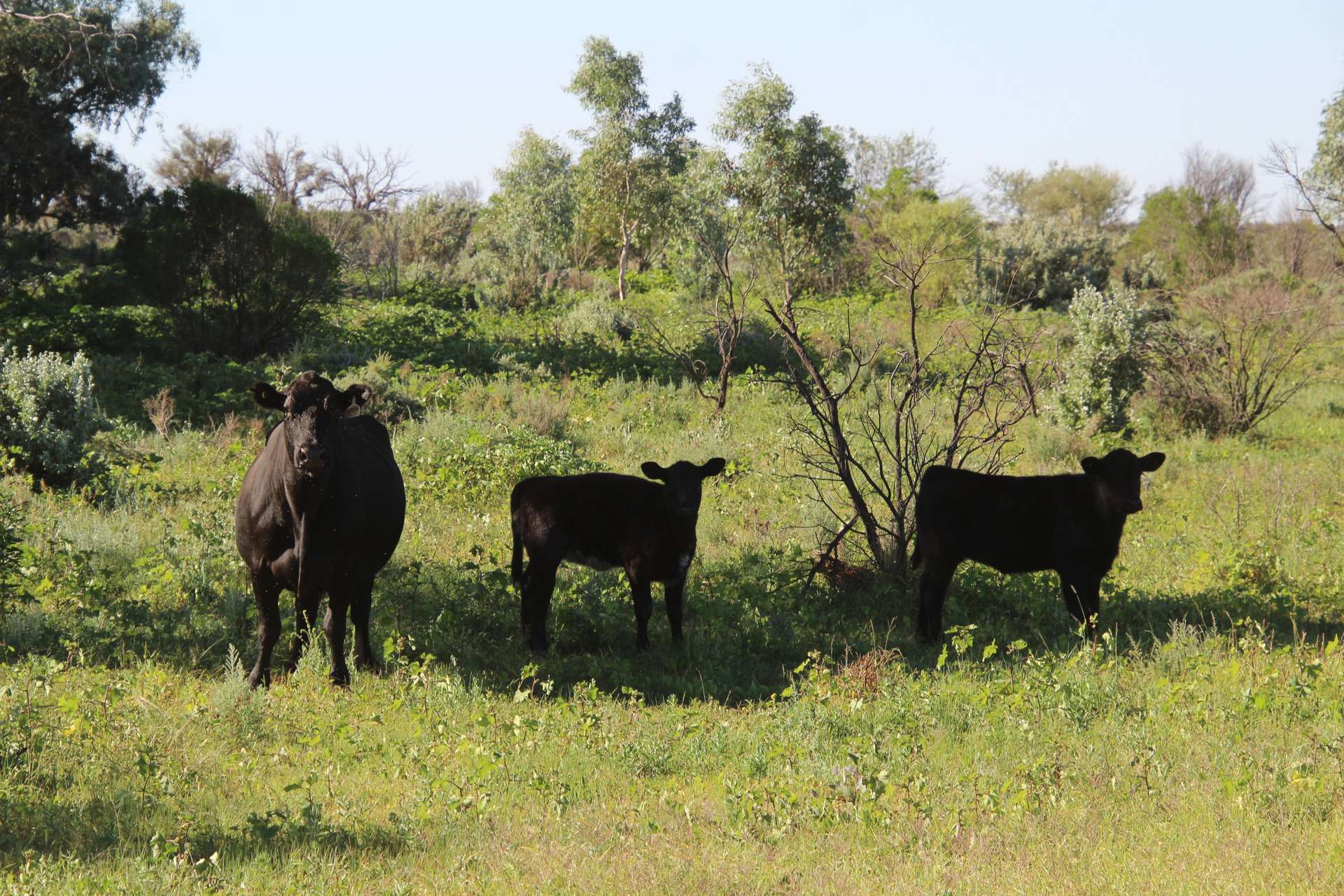 20692 Silver City Highway, Broken Hill Auction by Farmbuy.com - image 5
