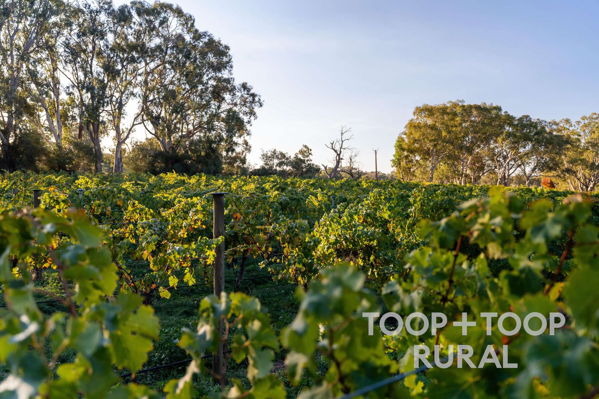 308 Sawpit Gully Road, Keyneton For Sale by Farmbuy.com - image 25