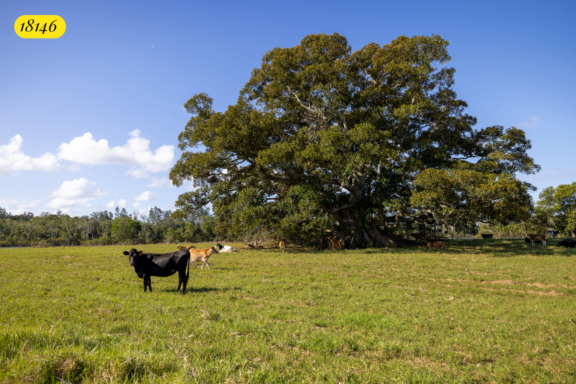 18220 & 18146 Pacific Highway, Jones Island For Sale by Farmbuy.com - image 19