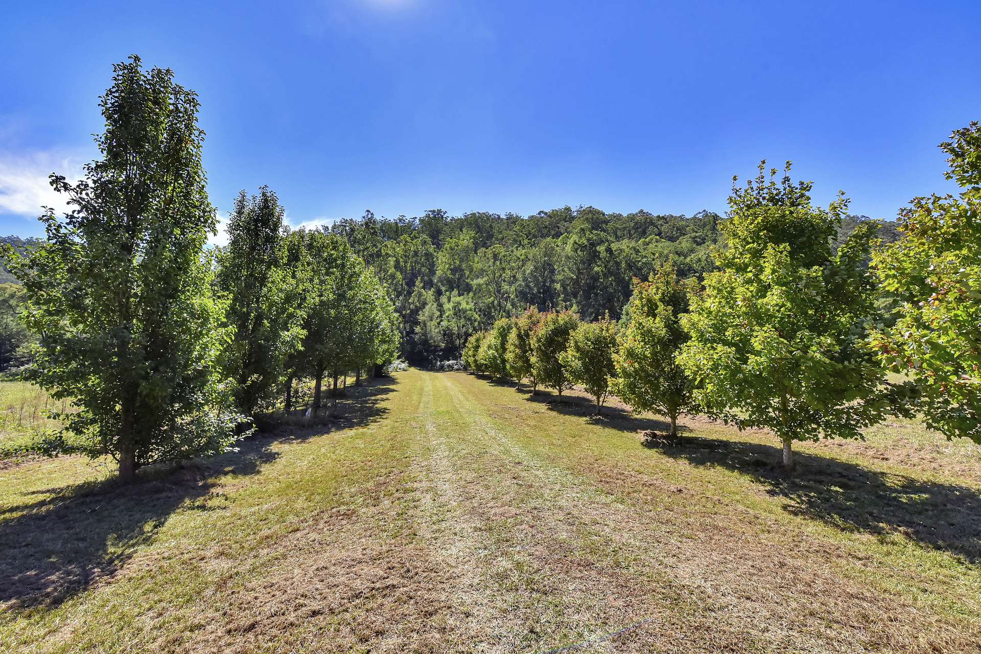 167 Craft Road, Wollombi Sold by Farmbuy.com - image 8