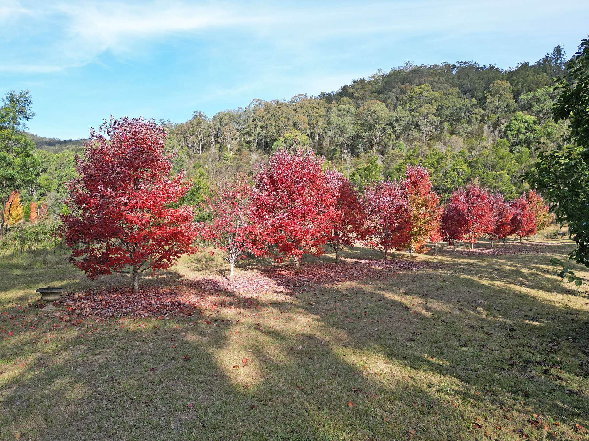 167 Craft Road, Wollombi Sold by Farmbuy.com - image 7