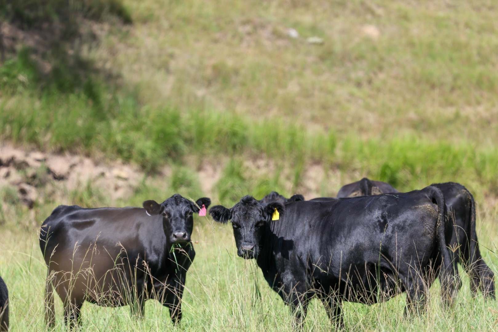 5361 Armidale Road, Kempsey Auction by Farmbuy.com - image 12