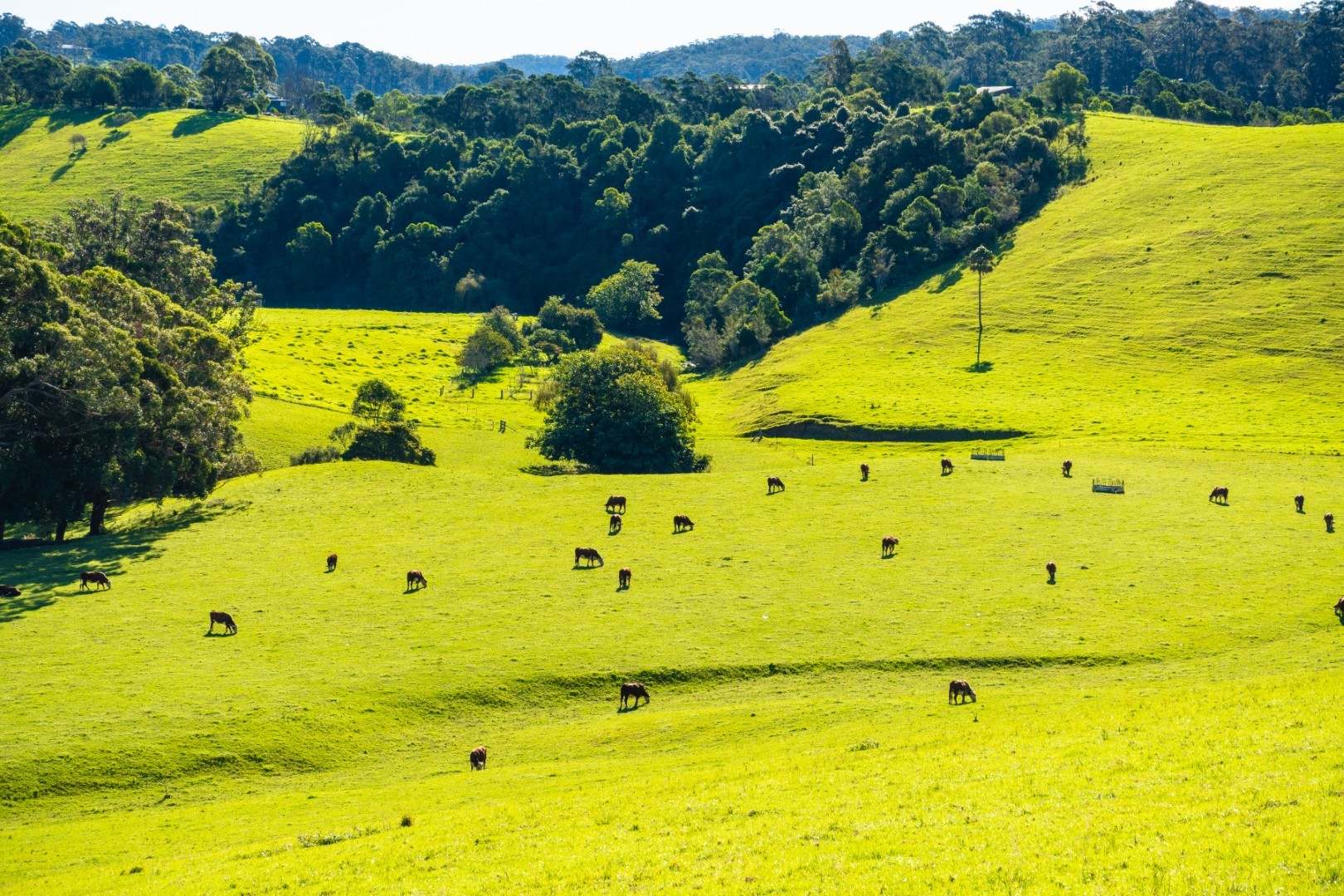 182 Punkalla-Tilba Road, Central Tilba Auction by Farmbuy.com - image 7