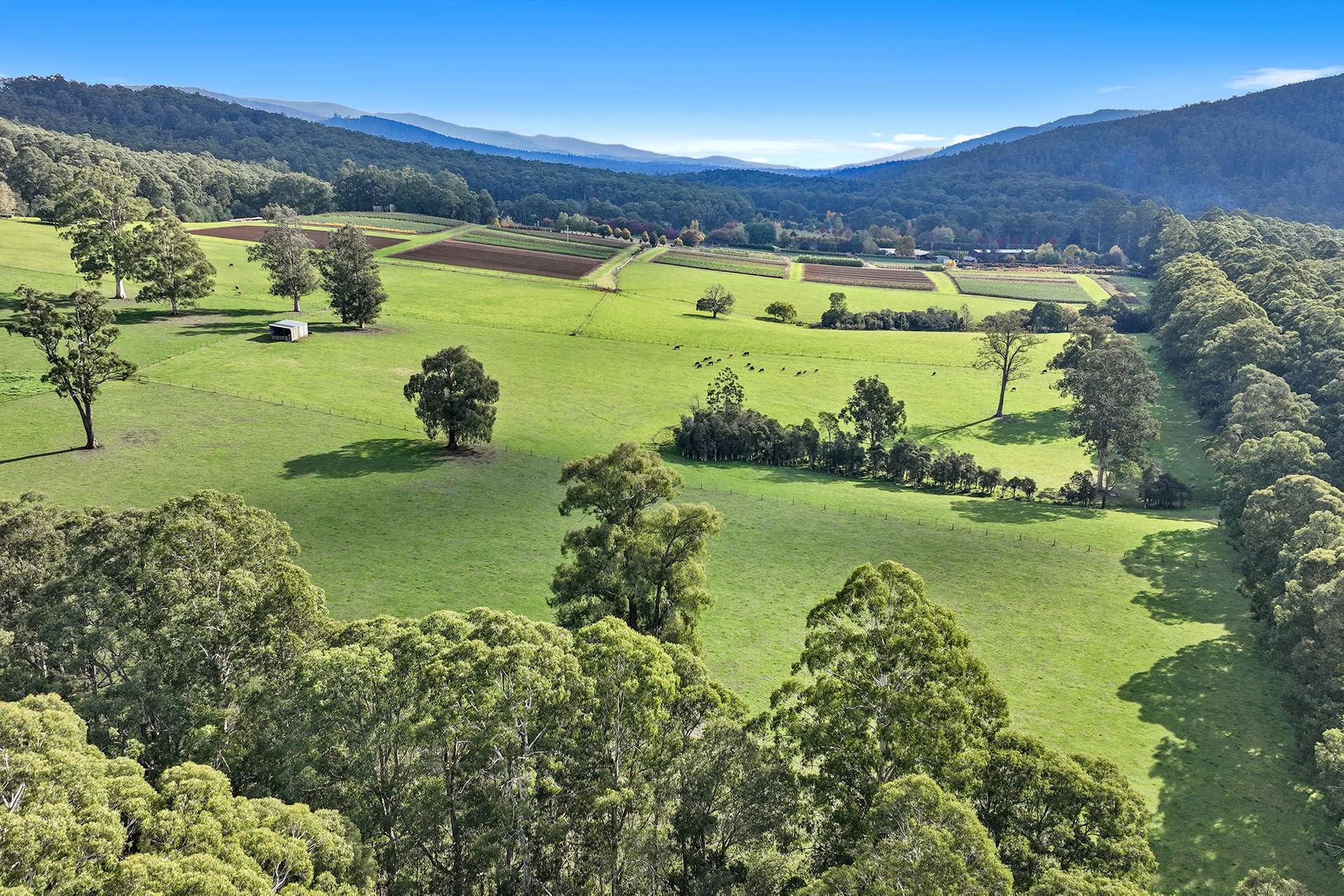 54 Cleaver Road, Piedmont For Sale by Farmbuy.com - image 26