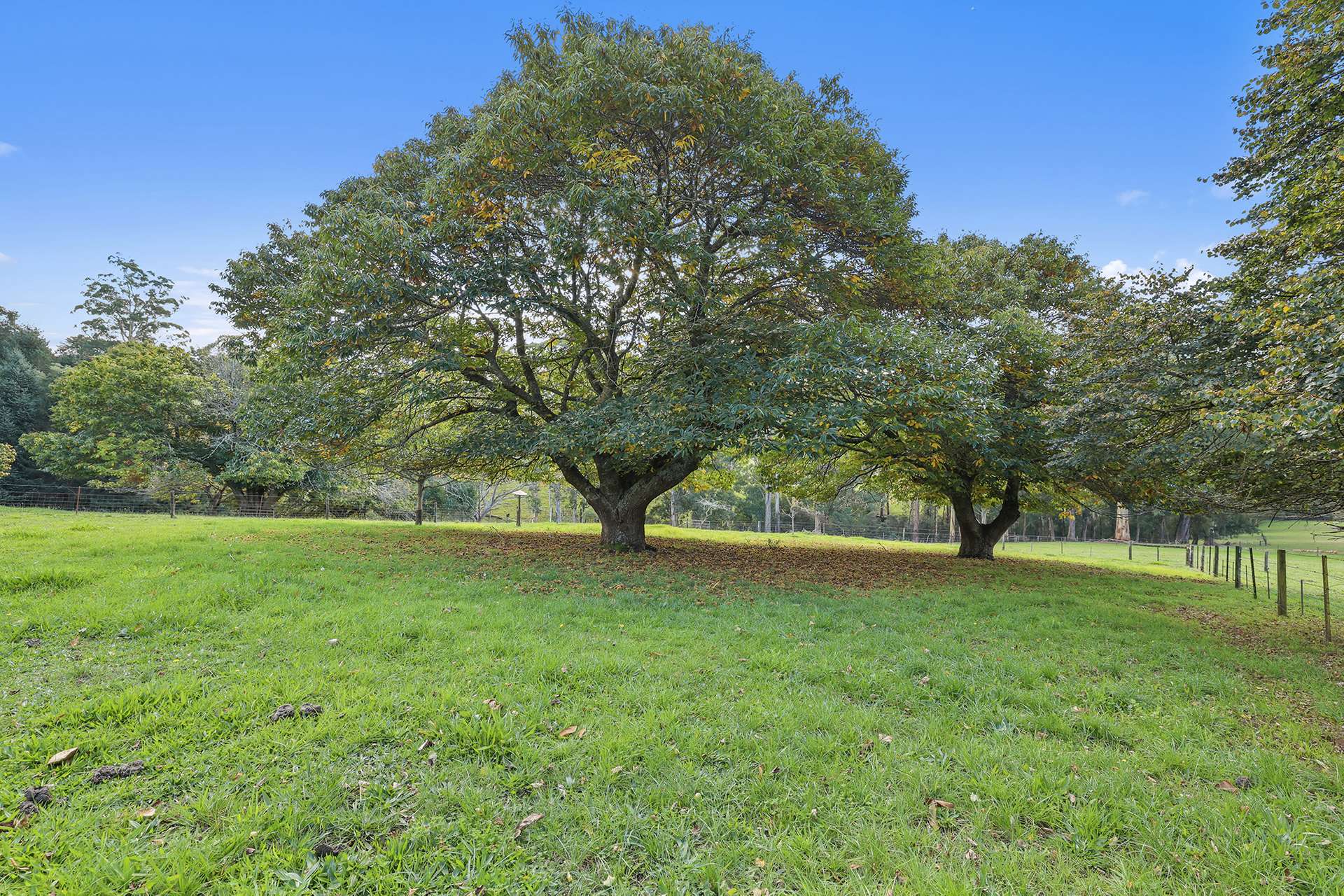 54 Cleaver Road, Piedmont For Sale by Farmbuy.com - image 19