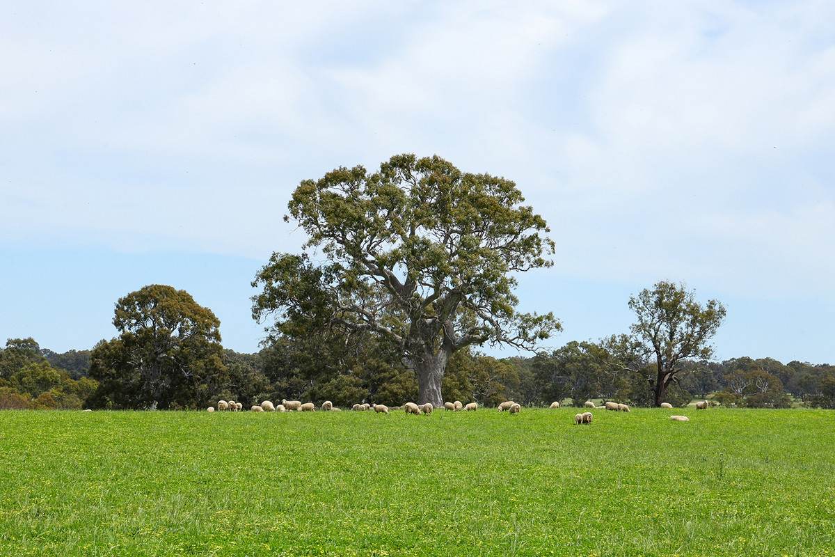 Mount Cavendish Road, Cavendish For Sale by Farmbuy.com - image 18