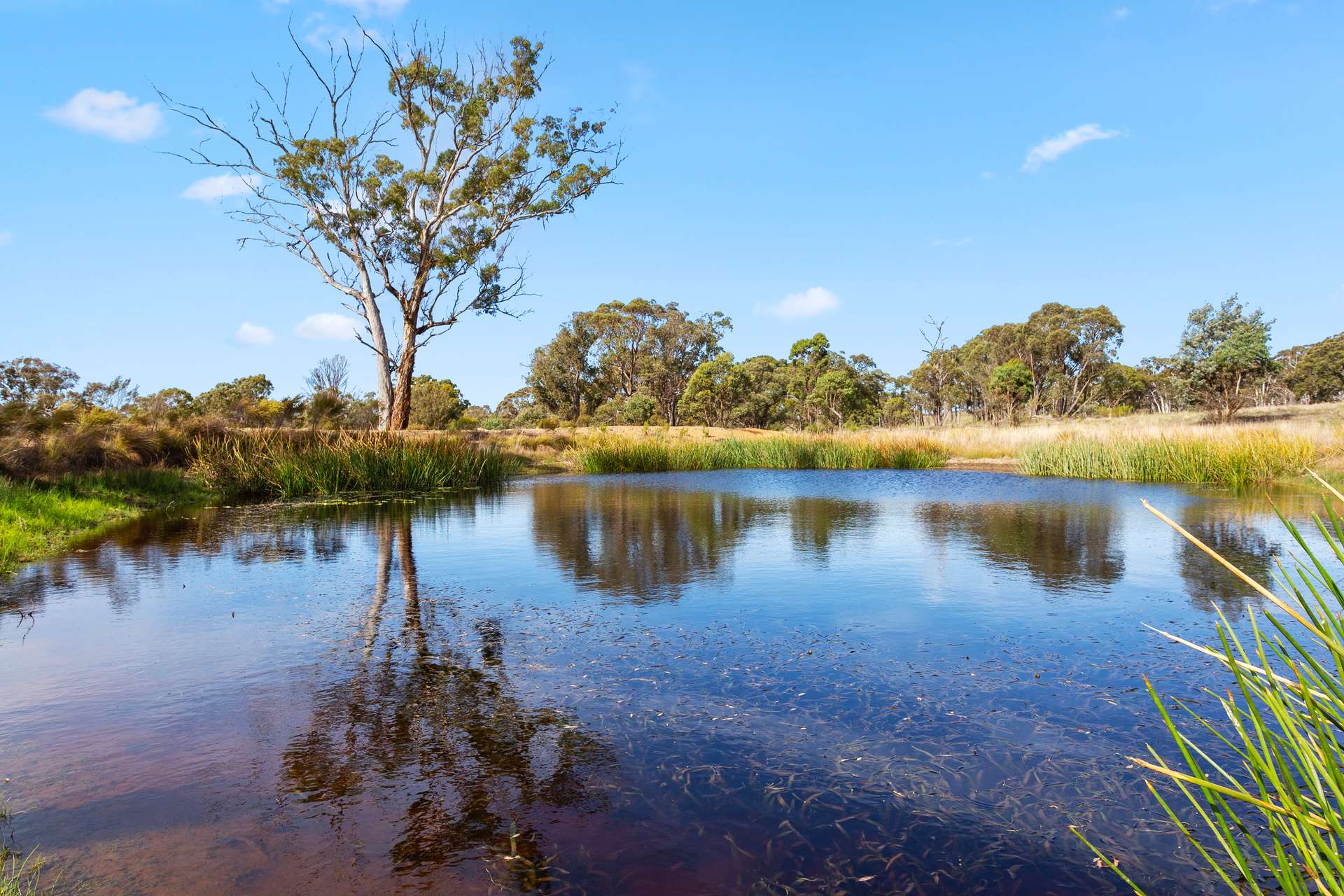 240 Shingle Hill Way, Gundaroo For Sale by Farmbuy.com - image 32