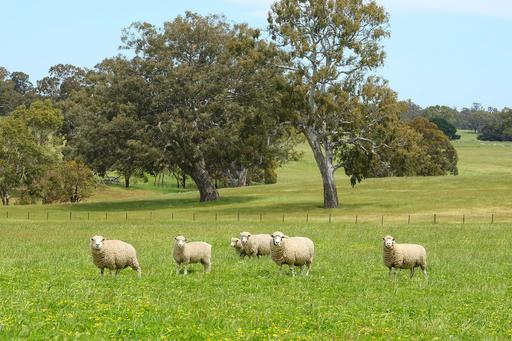 Farm For Sale - VIC - Cavendish - 3314 - PRIME GRAZING COUNTRY 