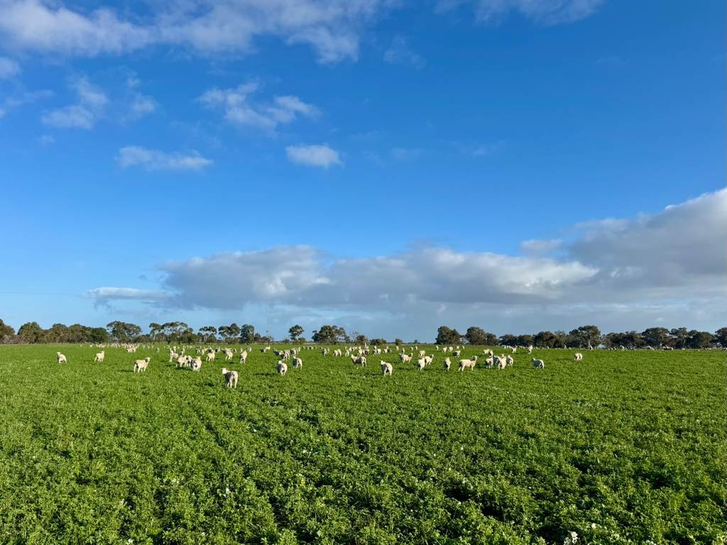1708 Riddoch Highway, Keith SA 5267