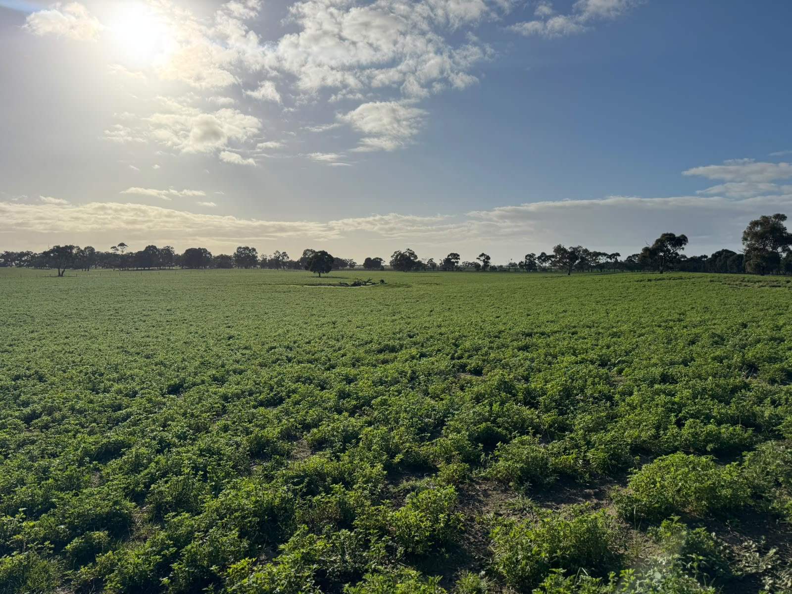 1708 Riddoch Highway, Keith For Sale by Farmbuy.com - image 10