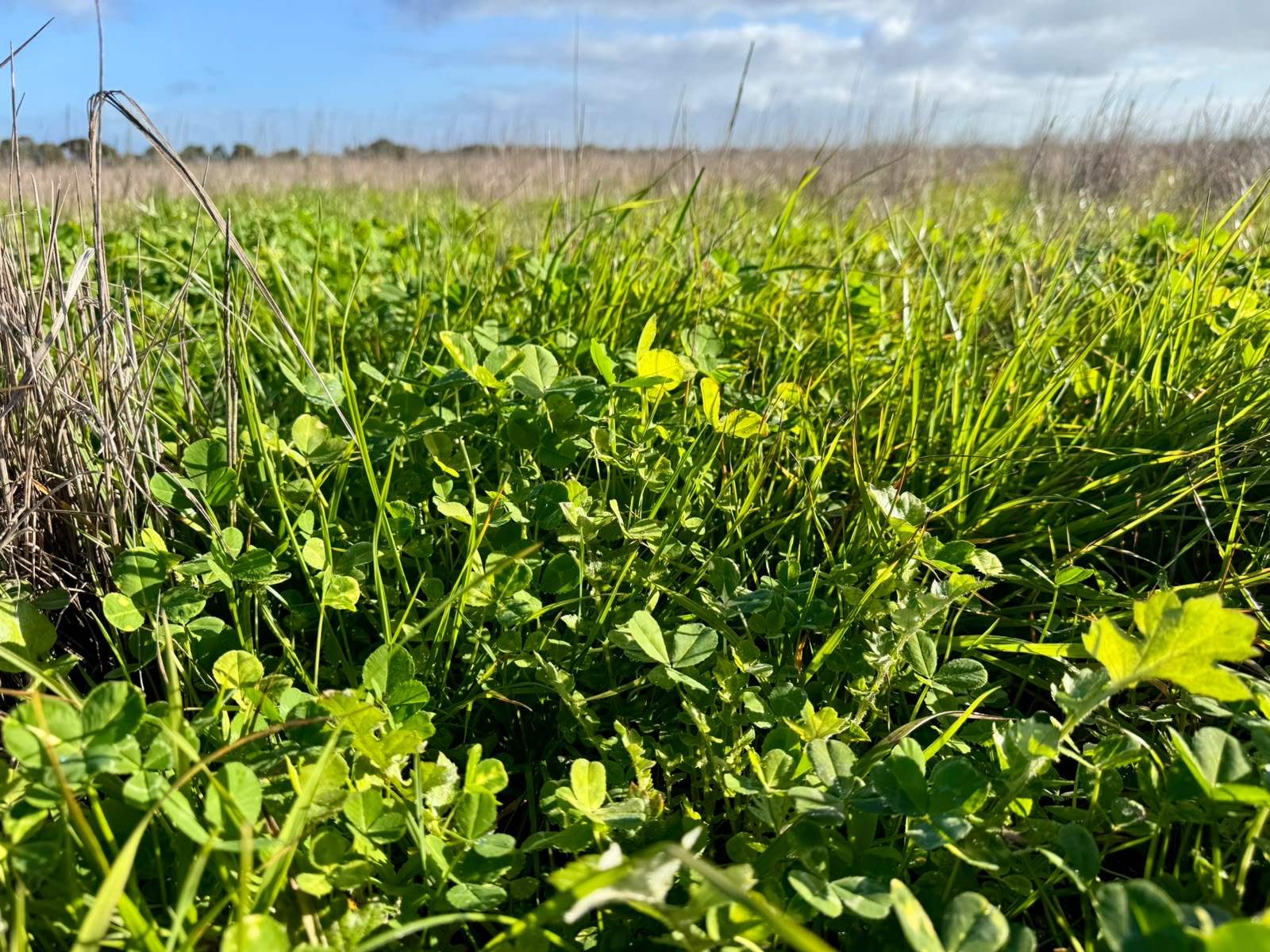 1708 Riddoch Highway, Keith For Sale by Farmbuy.com - image 14
