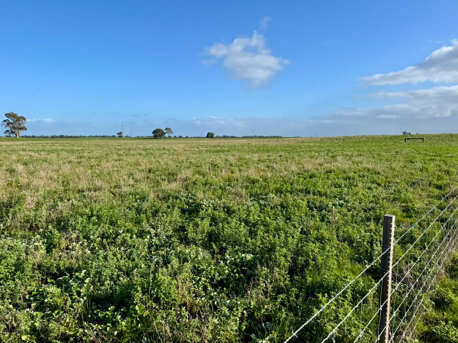 1708 Riddoch Highway, Keith For Sale by Farmbuy.com - image 6
