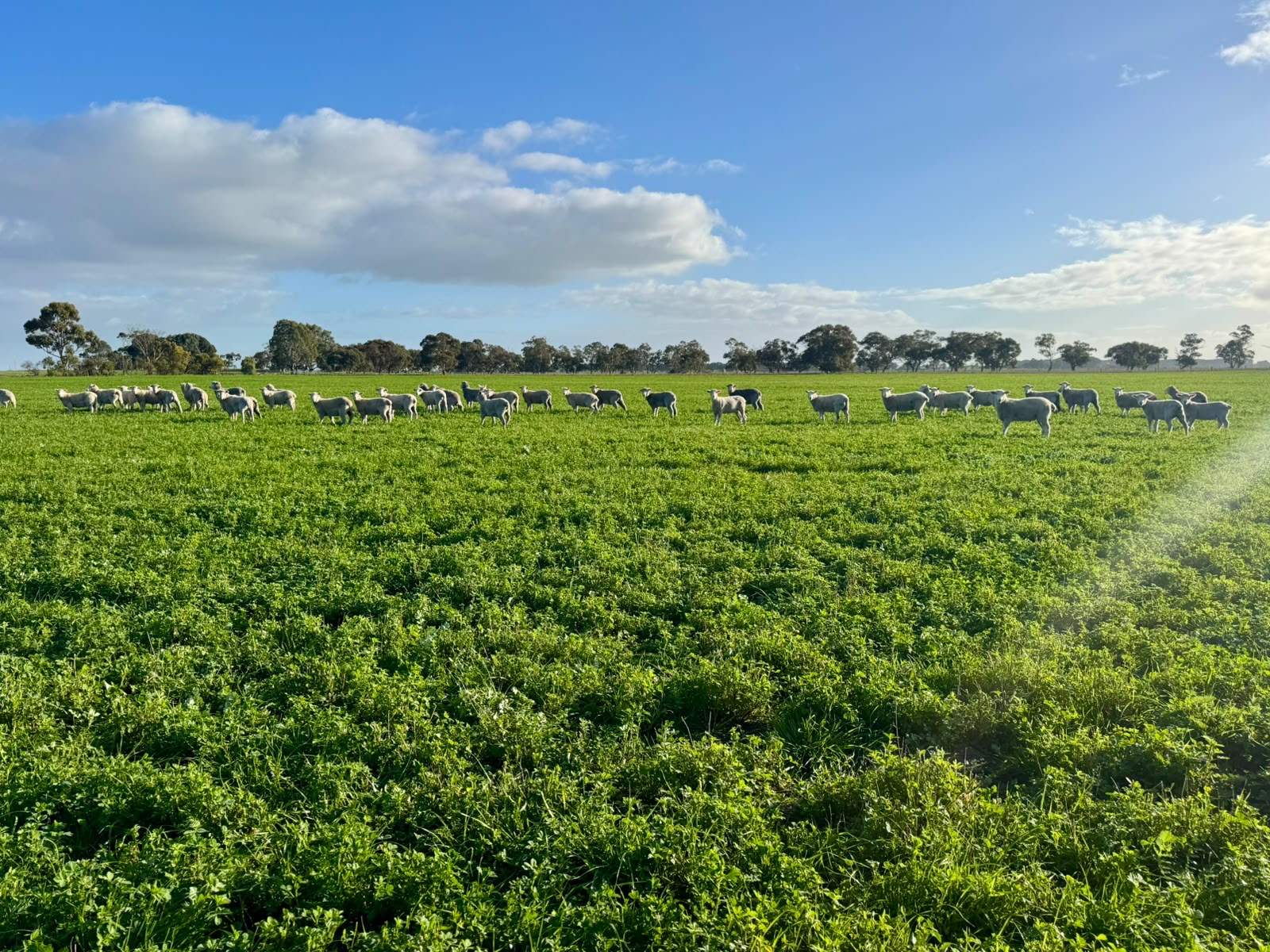 1708 Riddoch Highway, Keith For Sale by Farmbuy.com - image 17