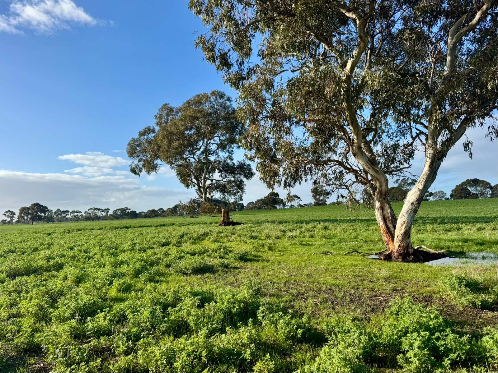 1708 Riddoch Highway, Keith For Sale by Farmbuy.com - image 13